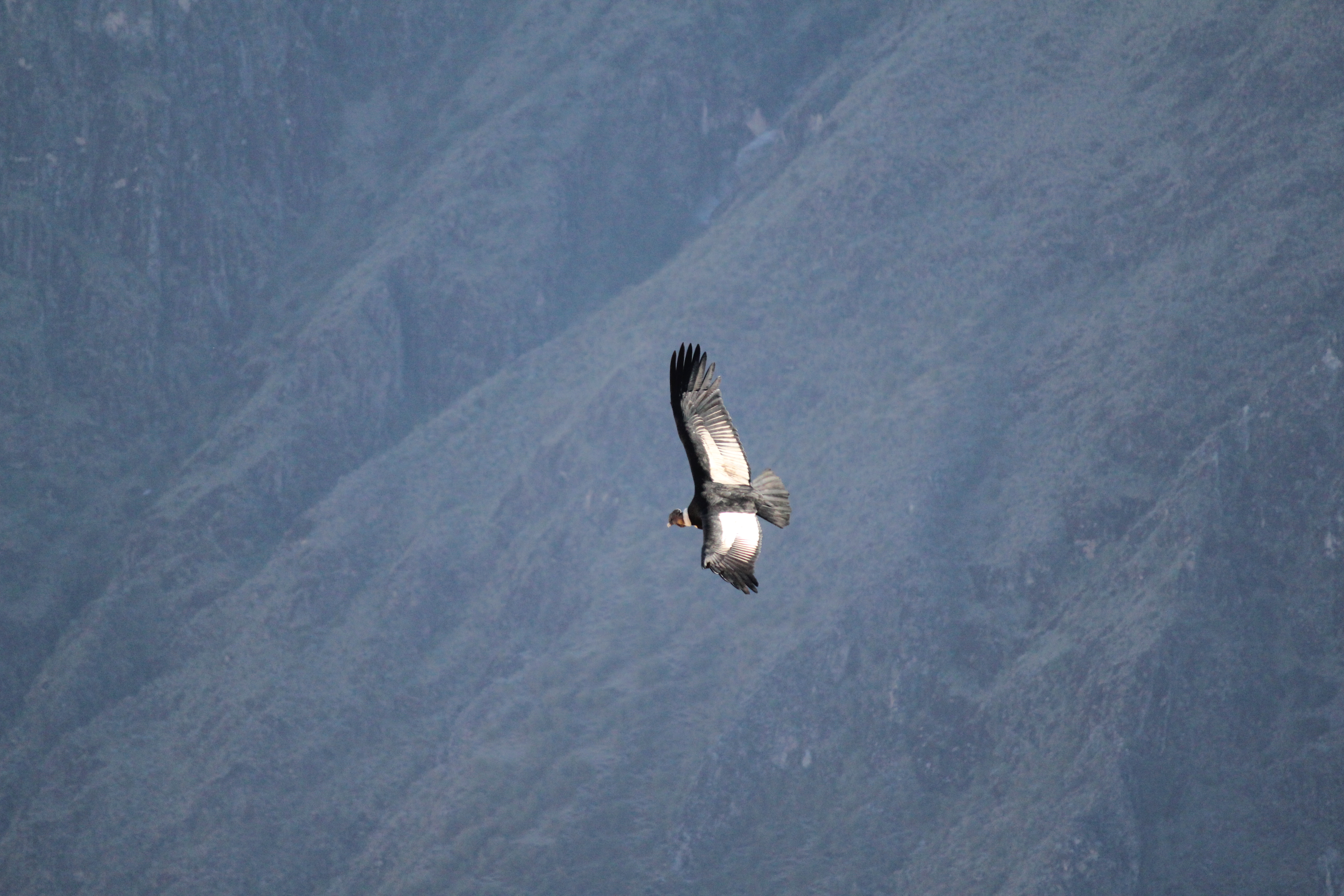 photos/wildlife/Bird_Species/030-New_World_Vultures/0593-Andean_Condor/IMG_5832.jpg