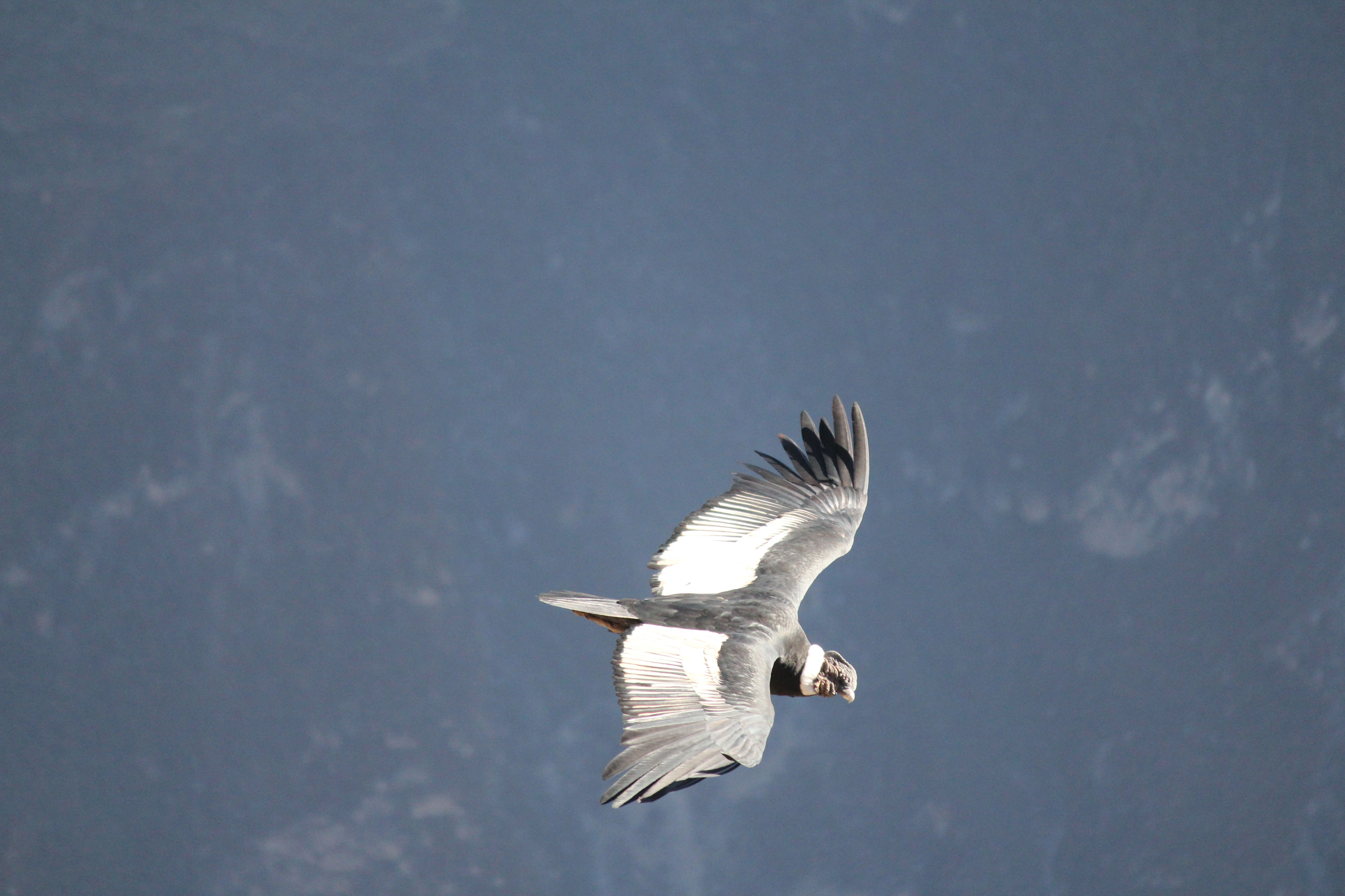 photos/wildlife/Bird_Species/030-New_World_Vultures/0593-Andean_Condor/IMG_5837.jpg