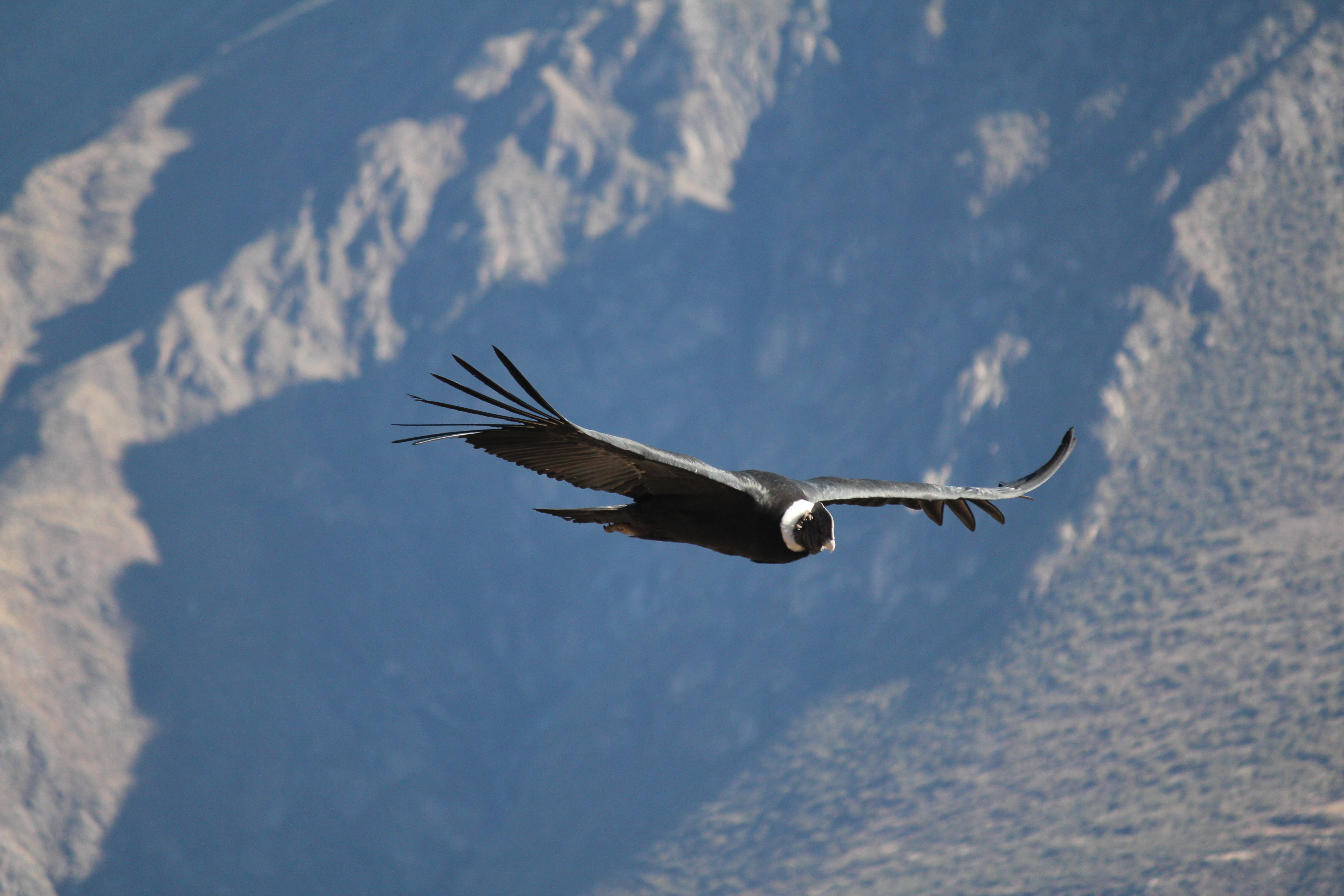 photos/wildlife/Bird_Species/030-New_World_Vultures/0593-Andean_Condor/IMG_5846.jpg