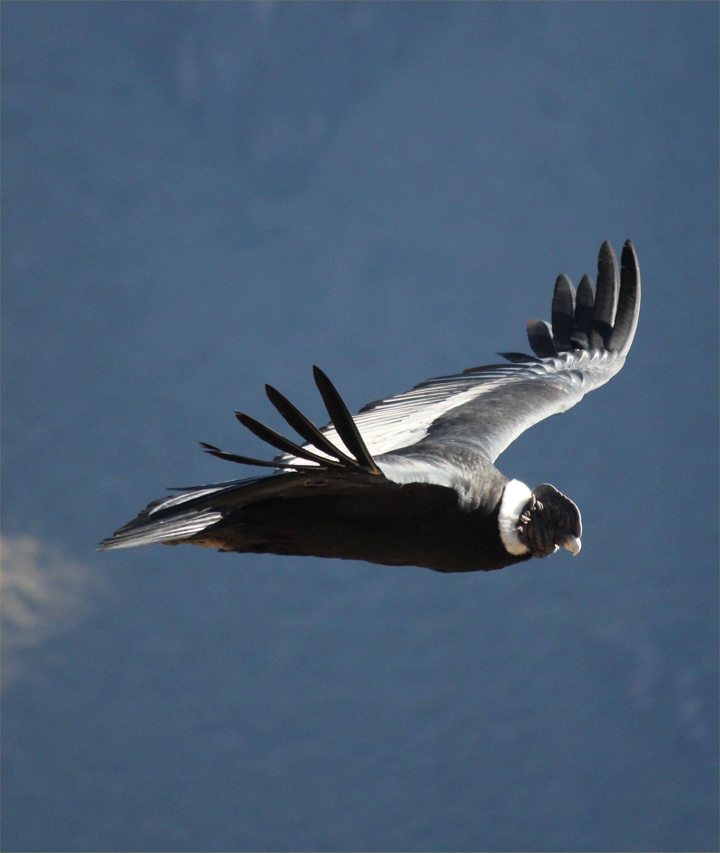 photos/wildlife/Bird_Species/030-New_World_Vultures/0593-Andean_Condor/IMG_5850_sm.jpg