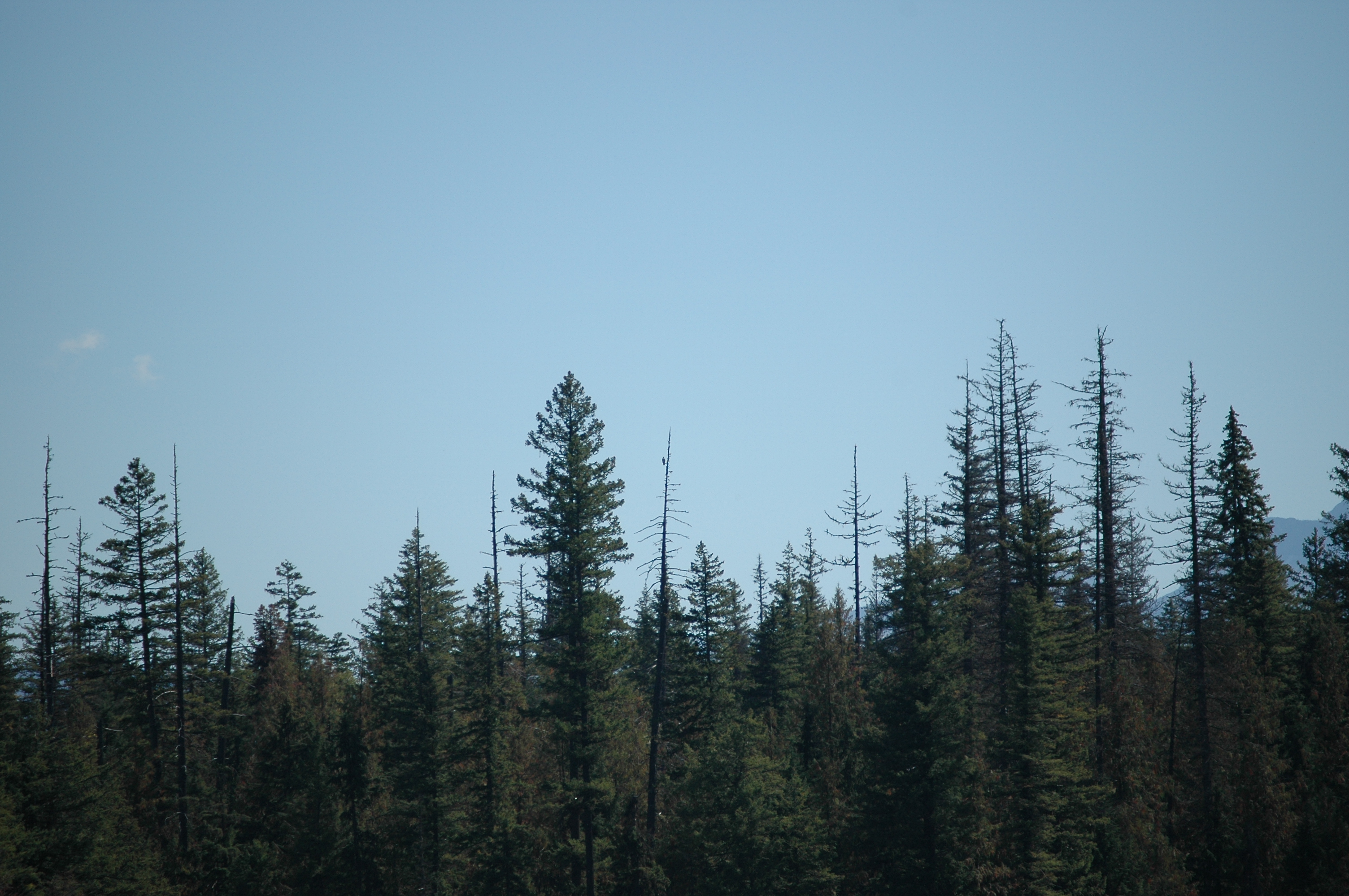photos/wildlife/Bird_Species/031-Osprey/0594-Osprey/20070911-Canada-01.jpg
