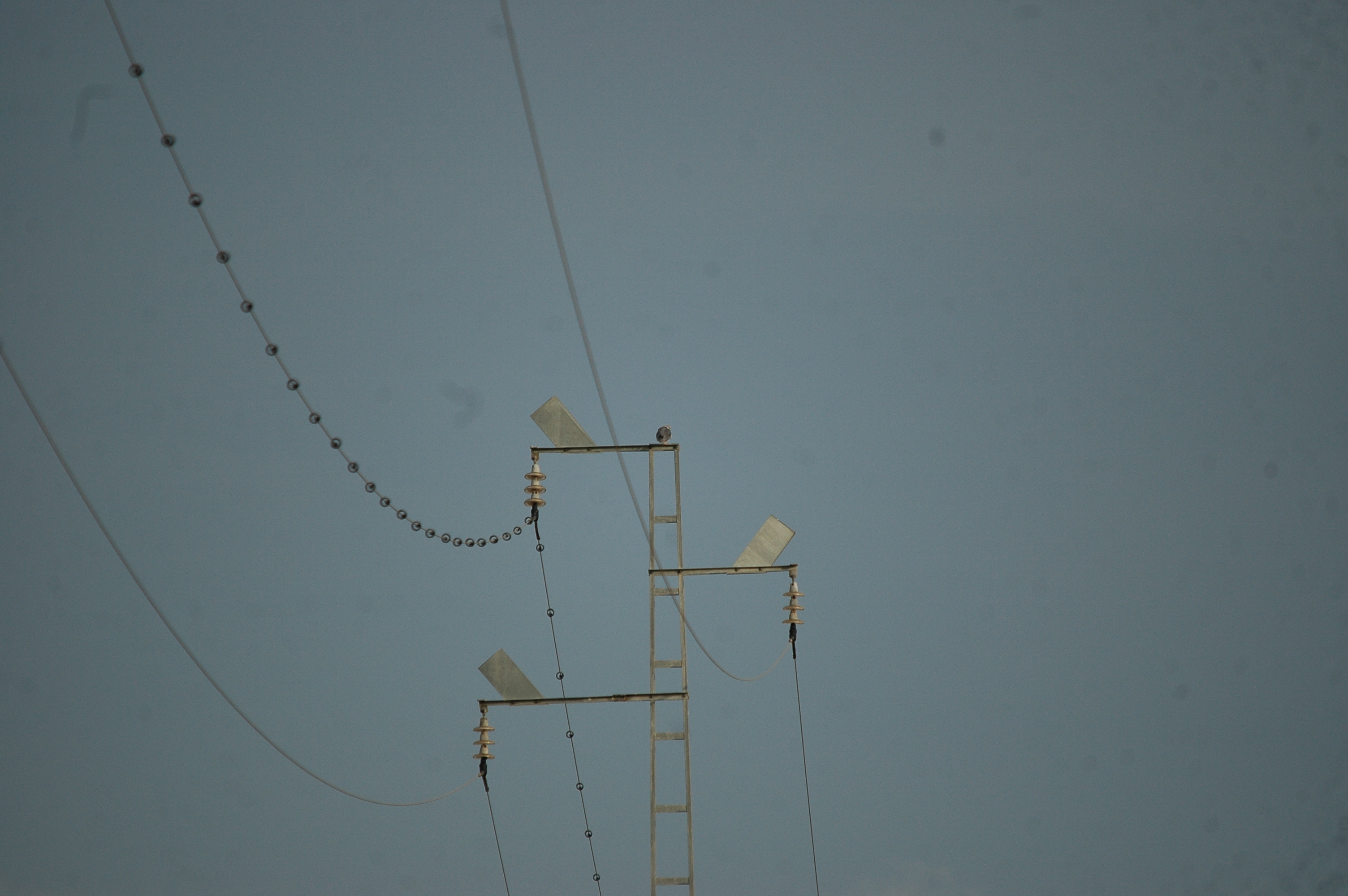 photos/wildlife/Bird_Species/032-Hawks-Eagles-Harriers-Falcons/0612-Black-shouldered_Kite/20090926-Spain-01.jpg