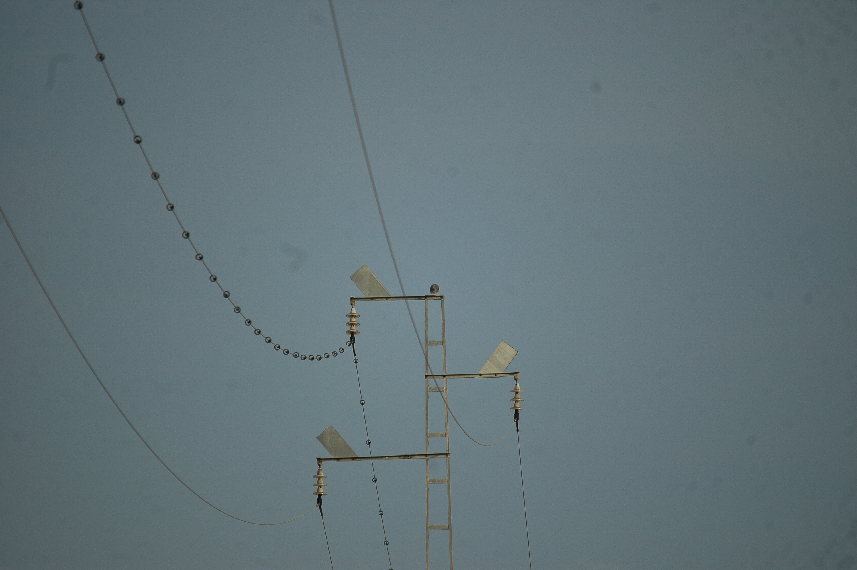 photos/wildlife/Bird_Species/032-Hawks-Eagles-Harriers-Falcons/0612-Black-shouldered_Kite/20090926-Spain-02.jpg