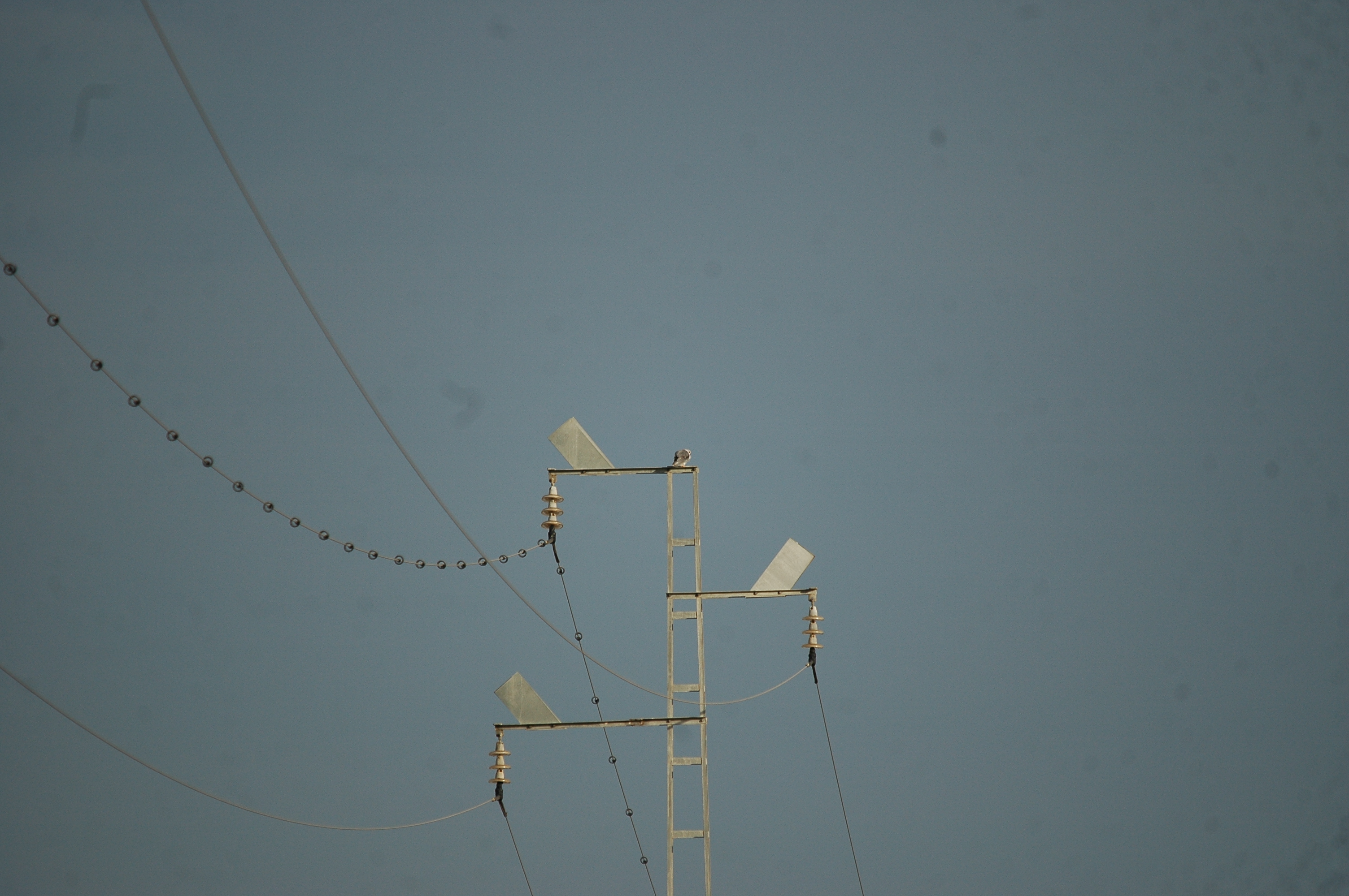 photos/wildlife/Bird_Species/032-Hawks-Eagles-Harriers-Falcons/0612-Black-shouldered_Kite/20090926-Spain-03.jpg