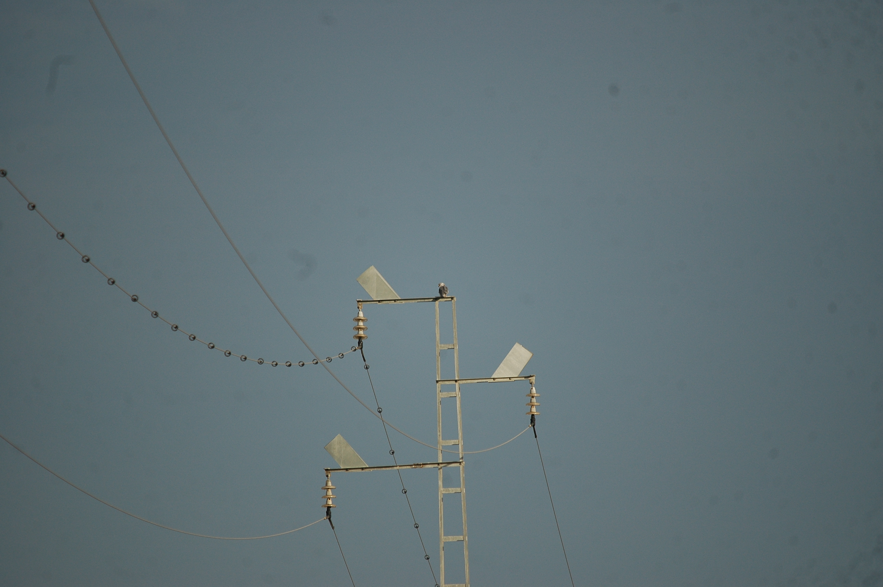 photos/wildlife/Bird_Species/032-Hawks-Eagles-Harriers-Falcons/0612-Black-shouldered_Kite/20090926-Spain-04.jpg