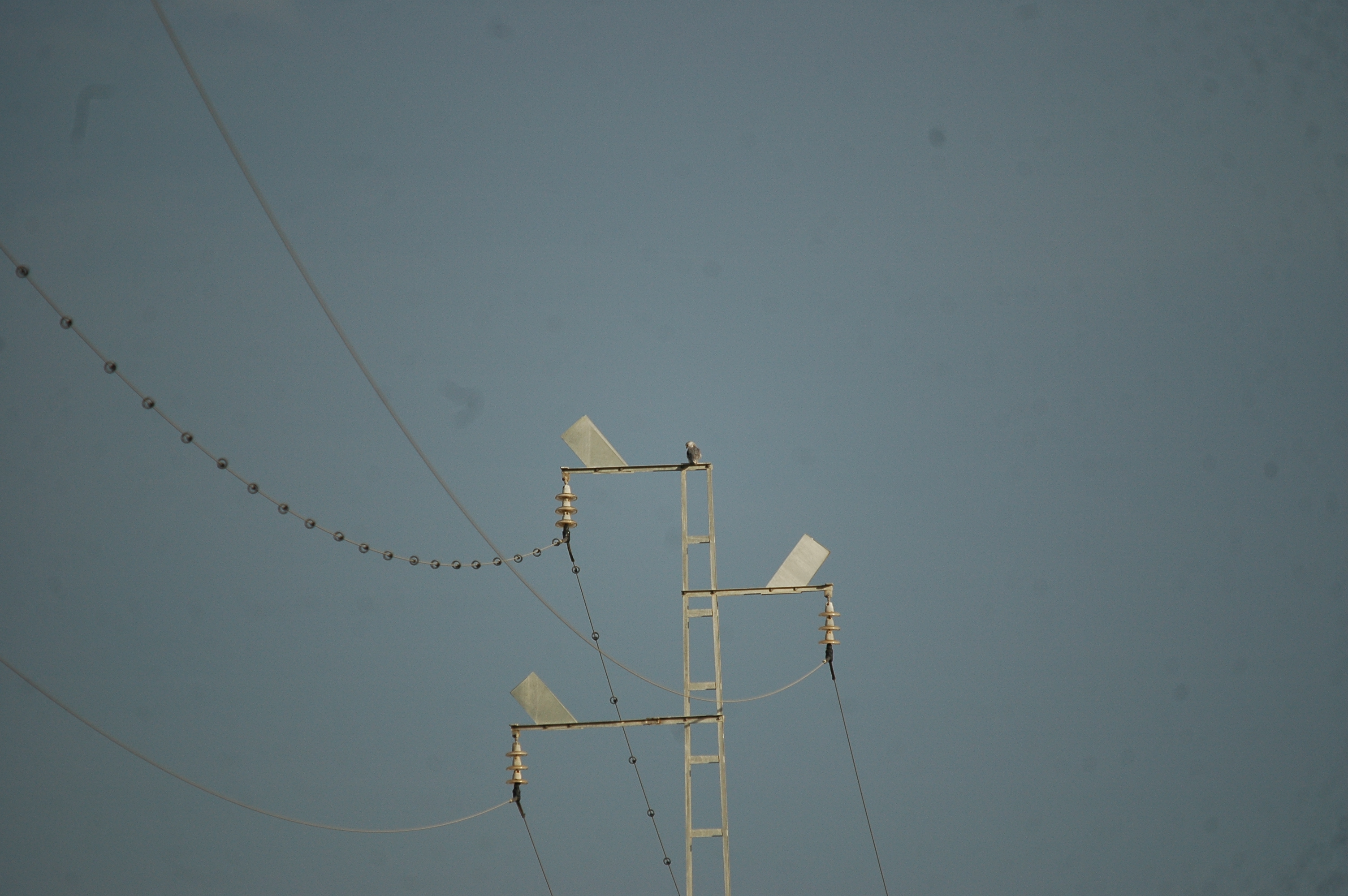 photos/wildlife/Bird_Species/032-Hawks-Eagles-Harriers-Falcons/0612-Black-shouldered_Kite/20090926-Spain-05.jpg