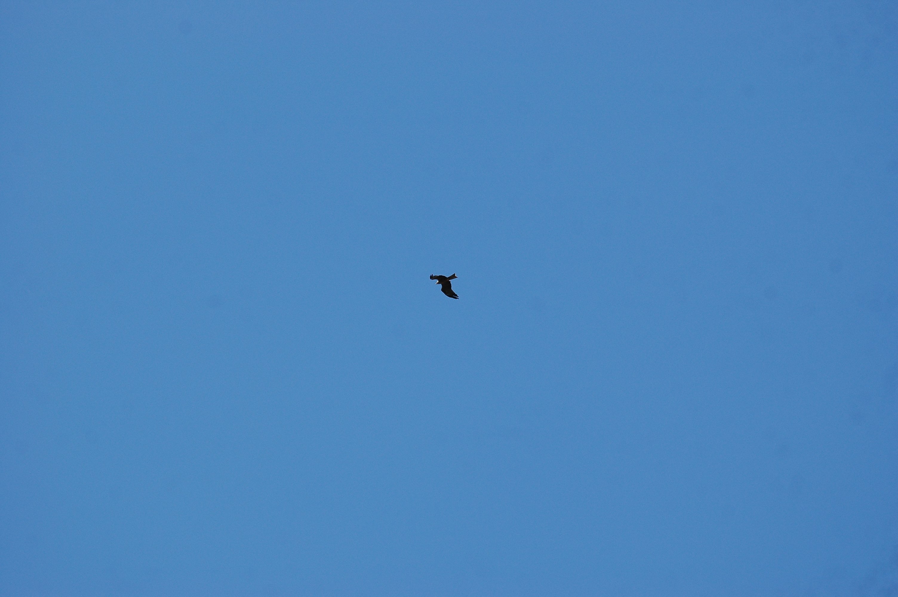 photos/wildlife/Bird_Species/032-Hawks-Eagles-Harriers-Falcons/0624-Black_Kite/20090921-Spain-01.jpg