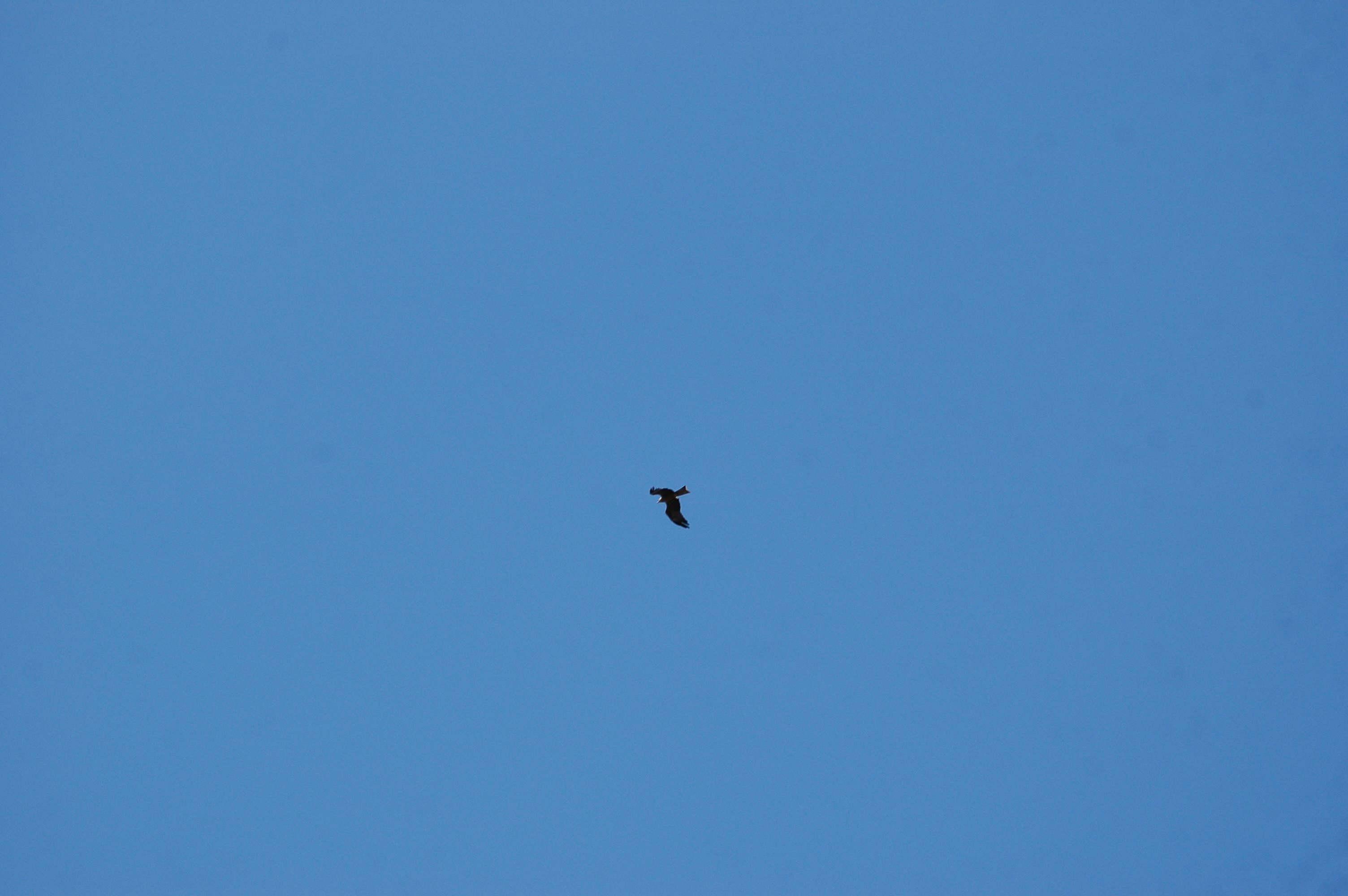 photos/wildlife/Bird_Species/032-Hawks-Eagles-Harriers-Falcons/0624-Black_Kite/20090921-Spain-02.jpg