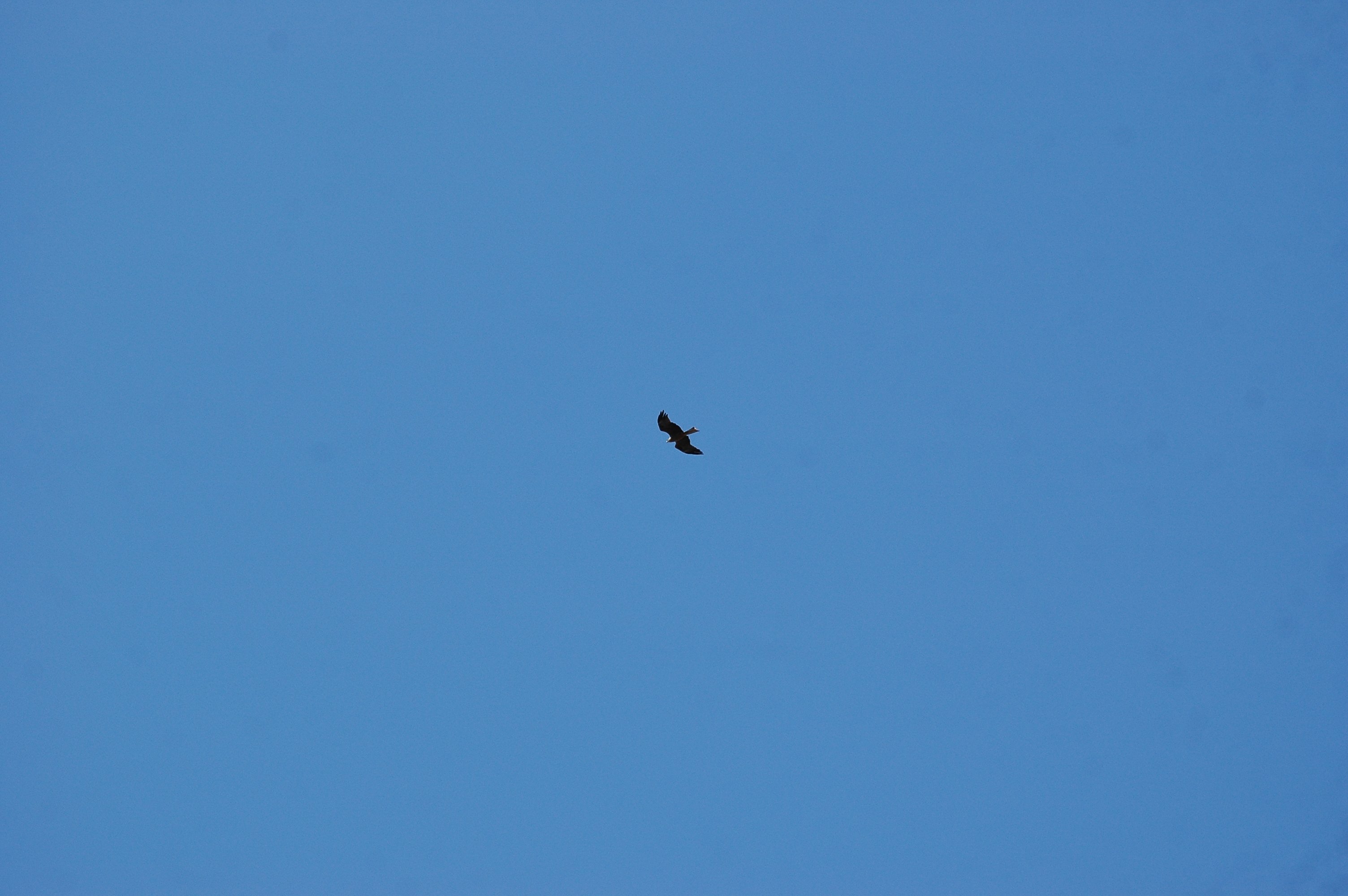 photos/wildlife/Bird_Species/032-Hawks-Eagles-Harriers-Falcons/0624-Black_Kite/20090921-Spain-03.jpg