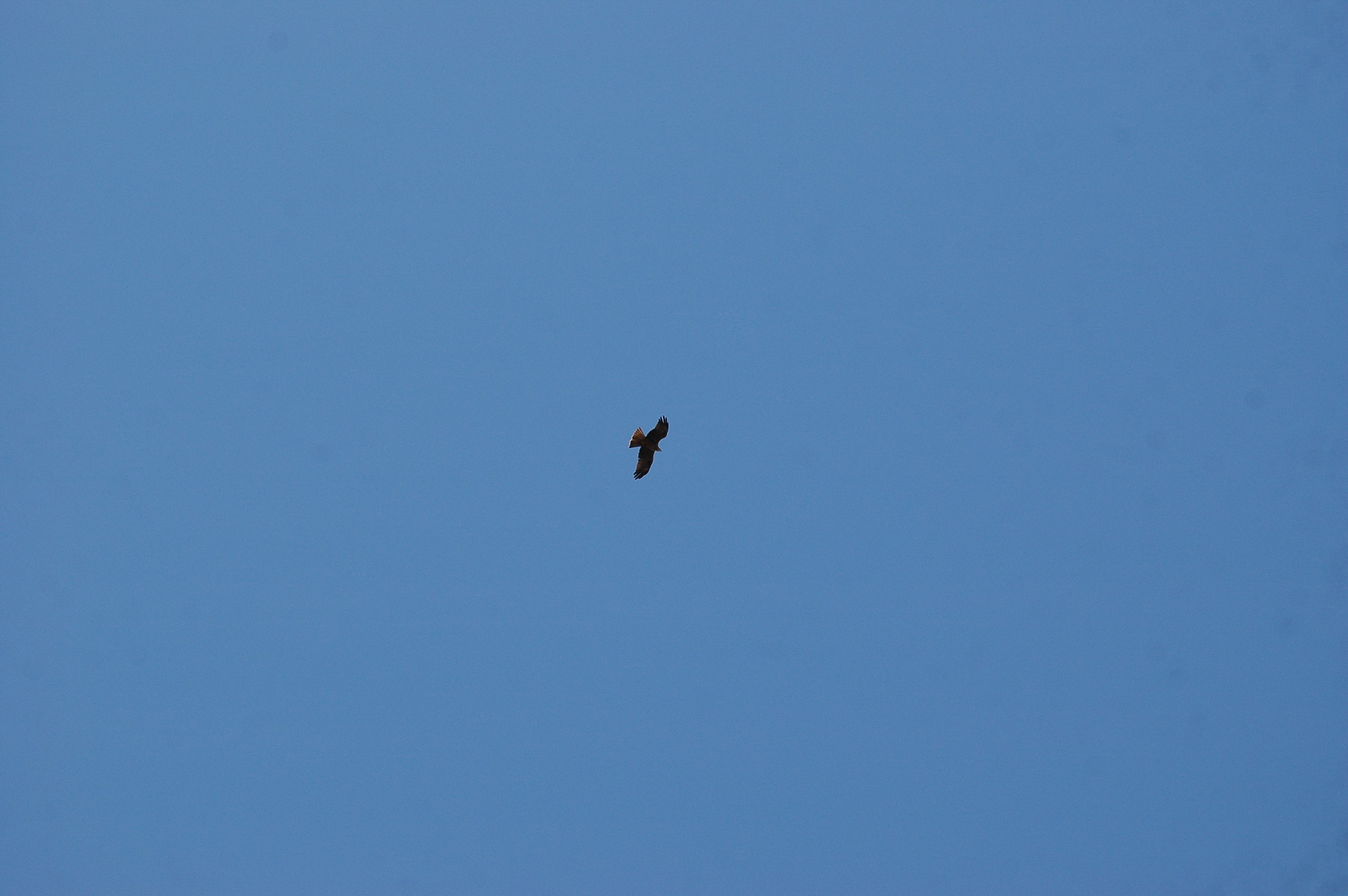 photos/wildlife/Bird_Species/032-Hawks-Eagles-Harriers-Falcons/0624-Black_Kite/20090921-Spain-06.jpg