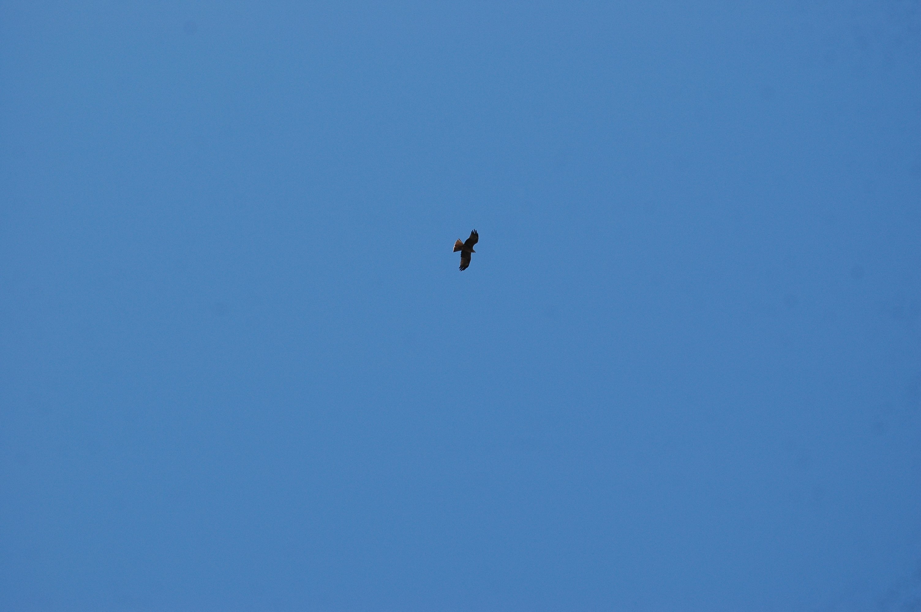 photos/wildlife/Bird_Species/032-Hawks-Eagles-Harriers-Falcons/0624-Black_Kite/20090921-Spain-07.jpg
