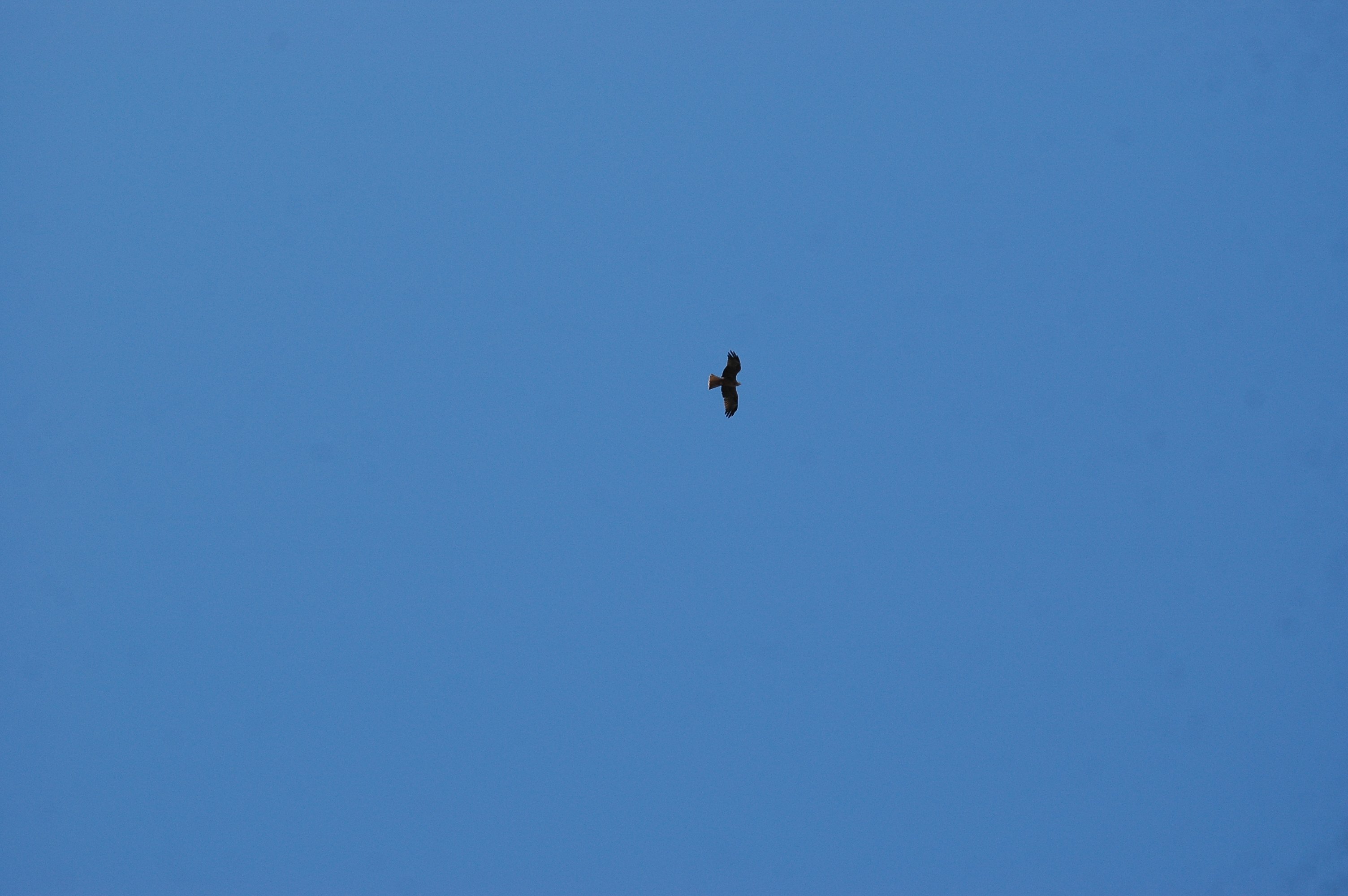 photos/wildlife/Bird_Species/032-Hawks-Eagles-Harriers-Falcons/0624-Black_Kite/20090921-Spain-08.jpg