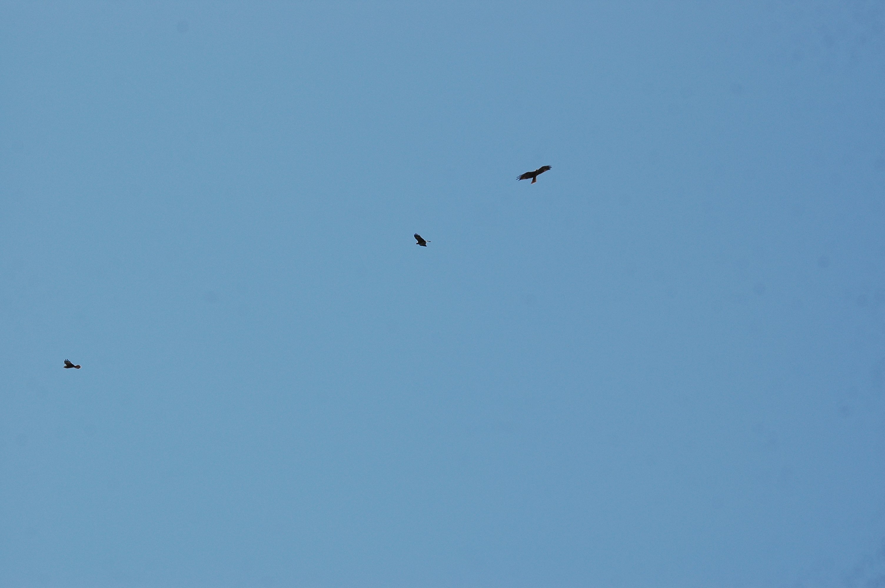 photos/wildlife/Bird_Species/032-Hawks-Eagles-Harriers-Falcons/0624-Black_Kite/20090921-Spain-09.jpg