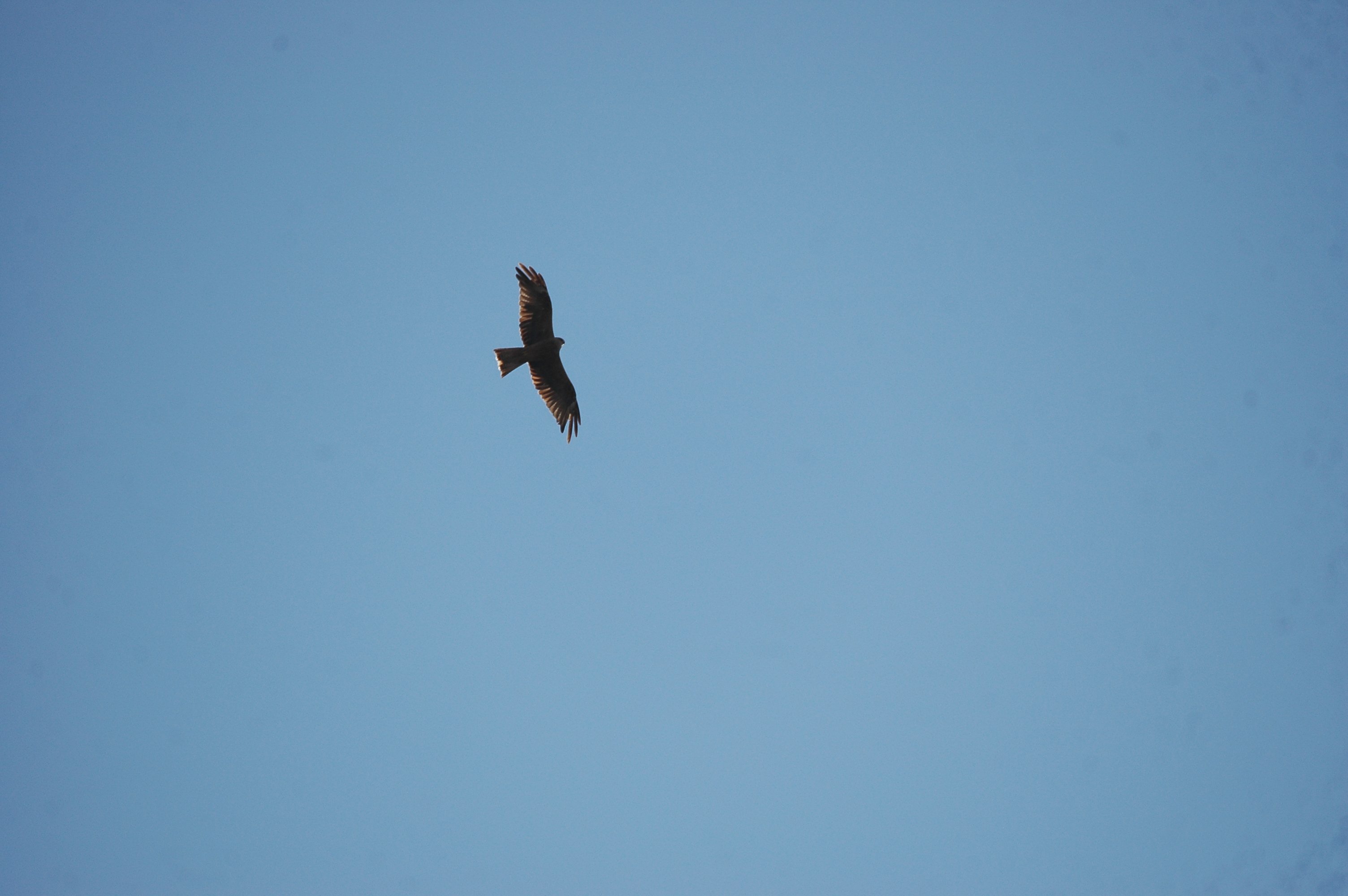 photos/wildlife/Bird_Species/032-Hawks-Eagles-Harriers-Falcons/0624-Black_Kite/20090921-Spain-11.jpg