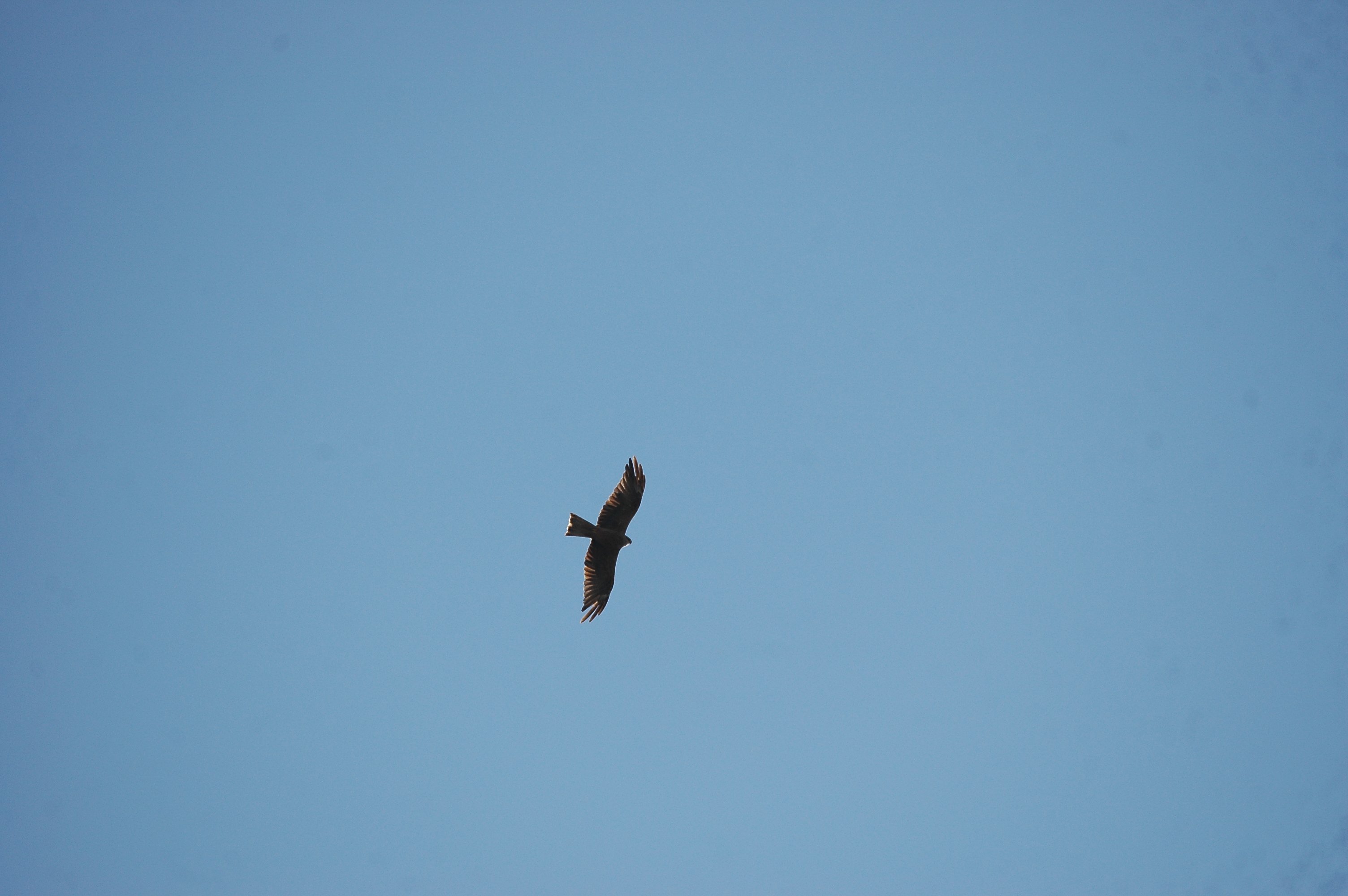 photos/wildlife/Bird_Species/032-Hawks-Eagles-Harriers-Falcons/0624-Black_Kite/20090921-Spain-12.jpg