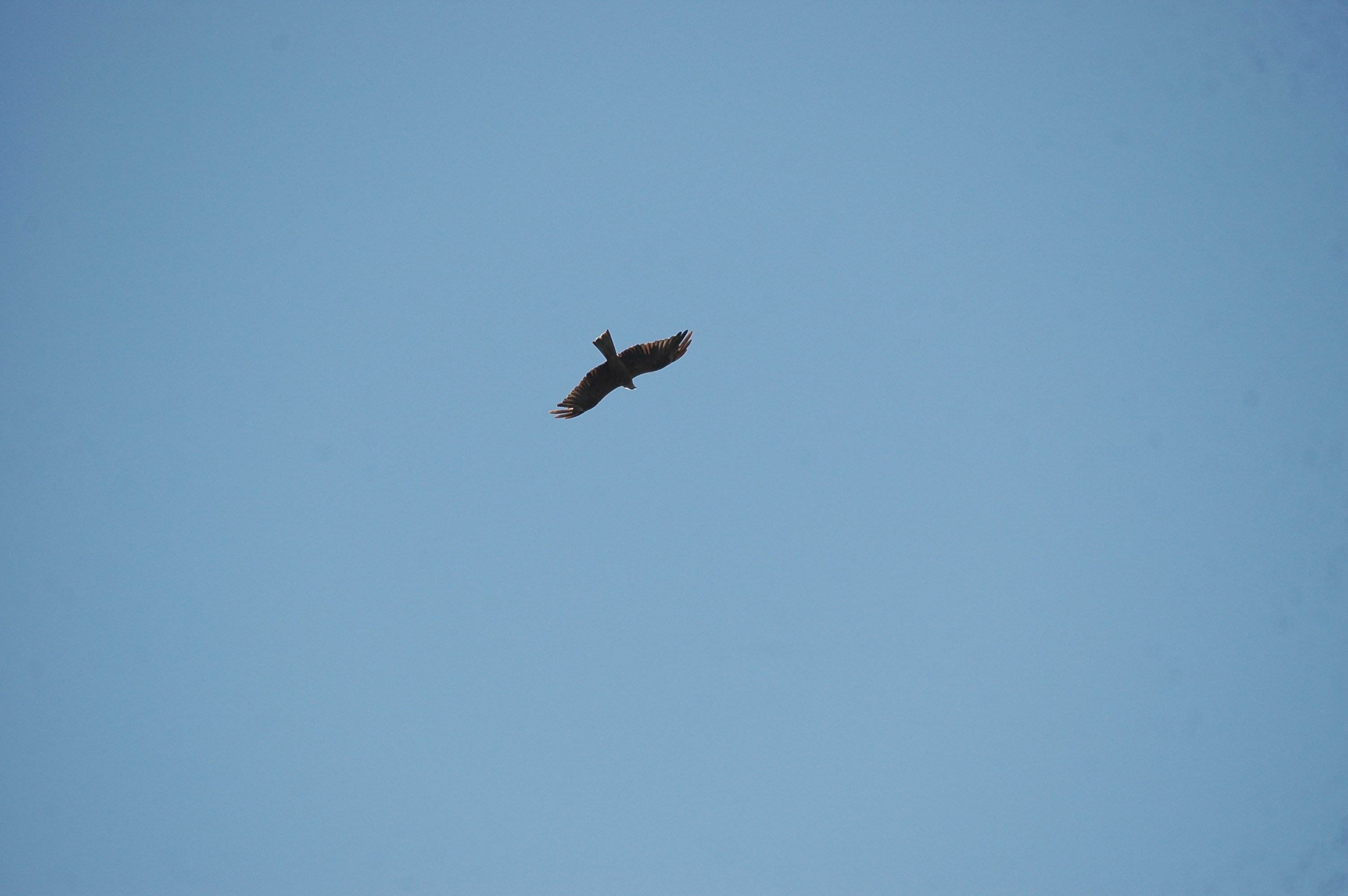 photos/wildlife/Bird_Species/032-Hawks-Eagles-Harriers-Falcons/0624-Black_Kite/20090921-Spain-13.jpg