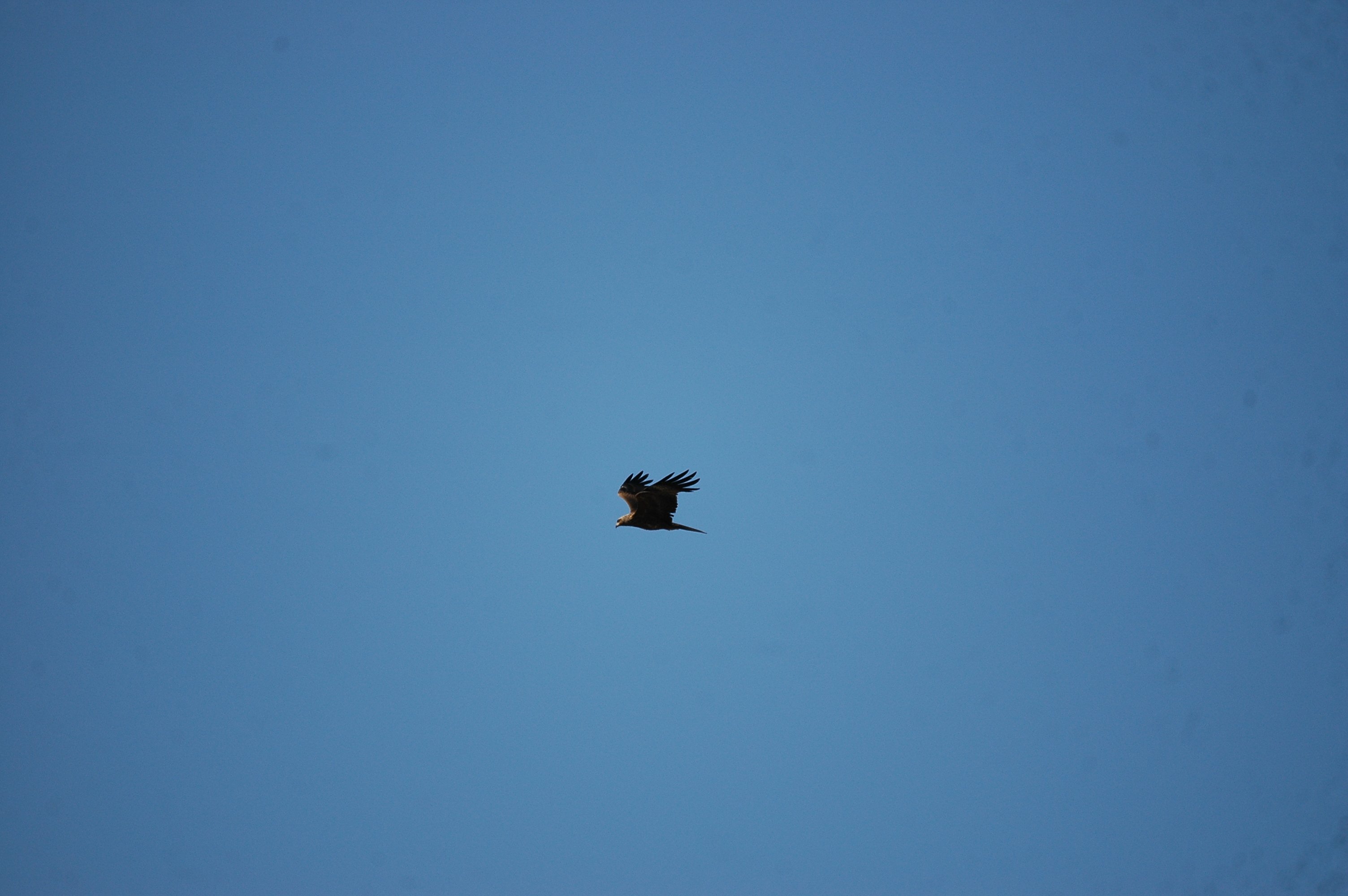 photos/wildlife/Bird_Species/032-Hawks-Eagles-Harriers-Falcons/0624-Black_Kite/20090923-Spain-02.jpg