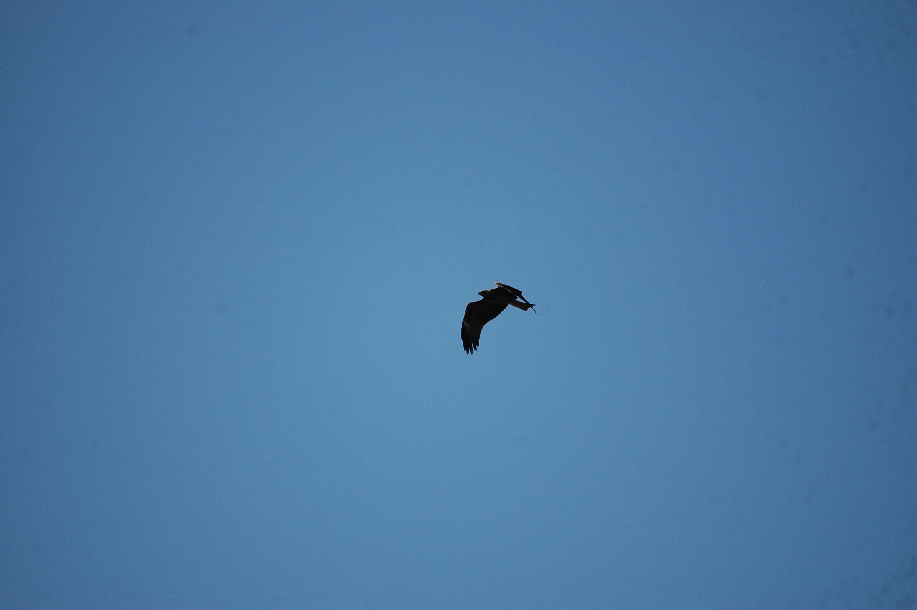 photos/wildlife/Bird_Species/032-Hawks-Eagles-Harriers-Falcons/0624-Black_Kite/20090923-Spain-04.jpg
