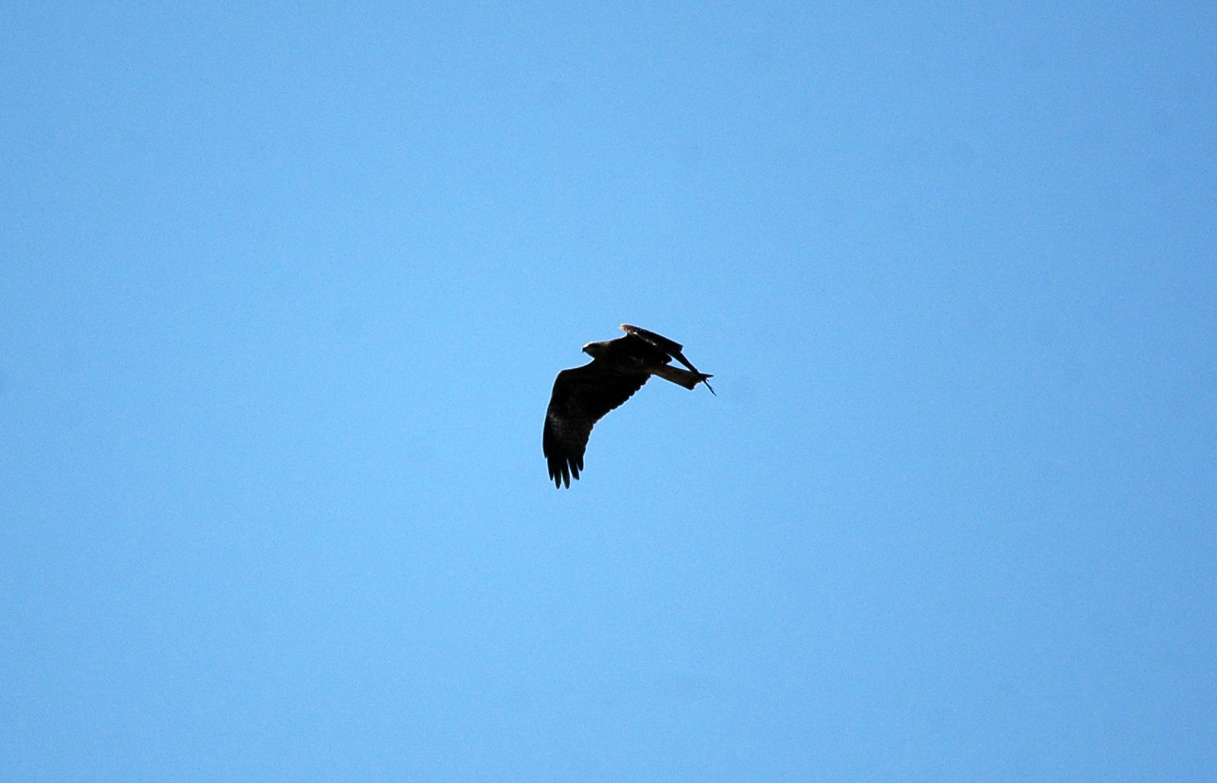 photos/wildlife/Bird_Species/032-Hawks-Eagles-Harriers-Falcons/0624-Black_Kite/20090923-Spain-04_sm.JPG