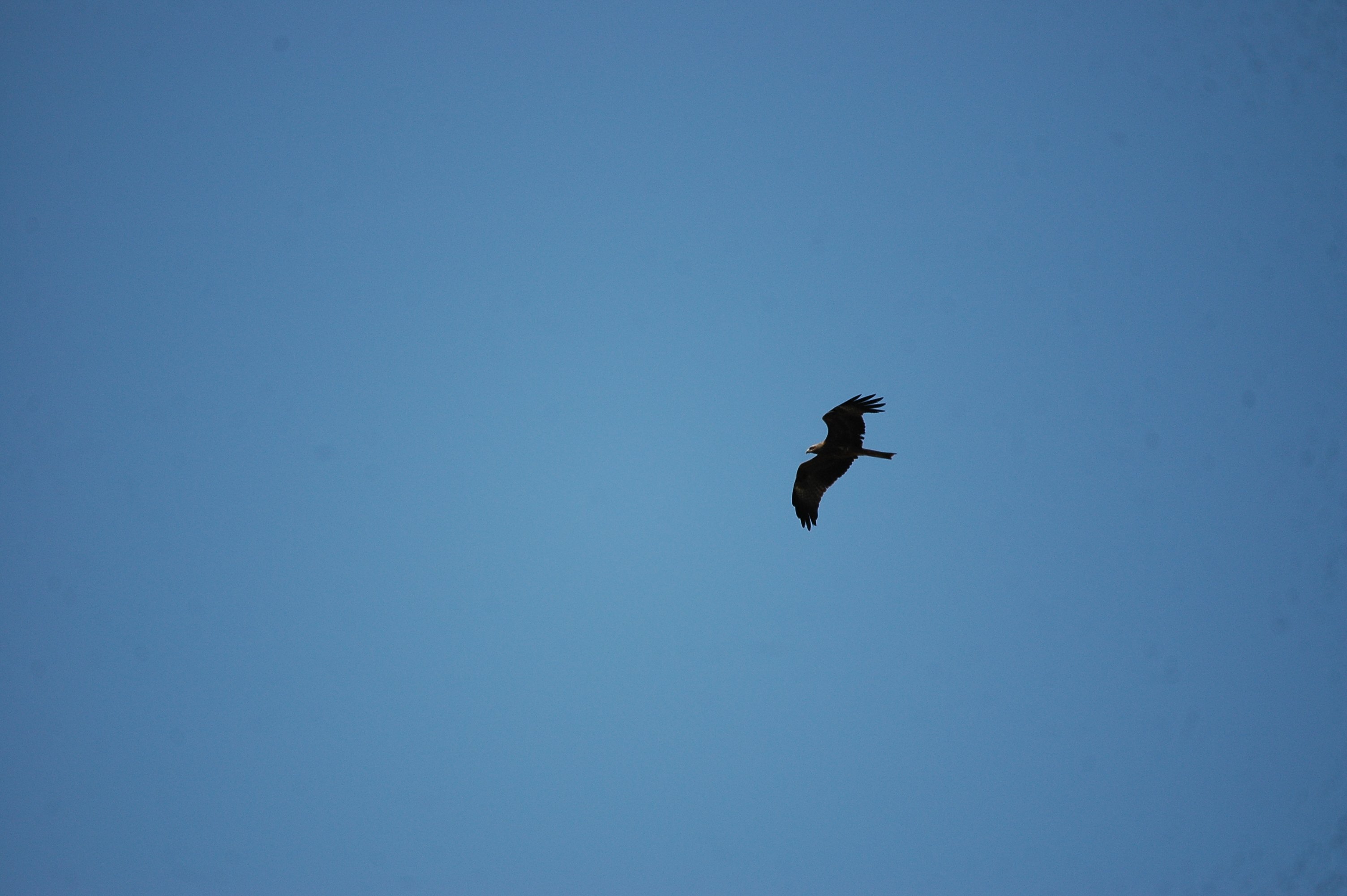 photos/wildlife/Bird_Species/032-Hawks-Eagles-Harriers-Falcons/0624-Black_Kite/20090923-Spain-05.jpg