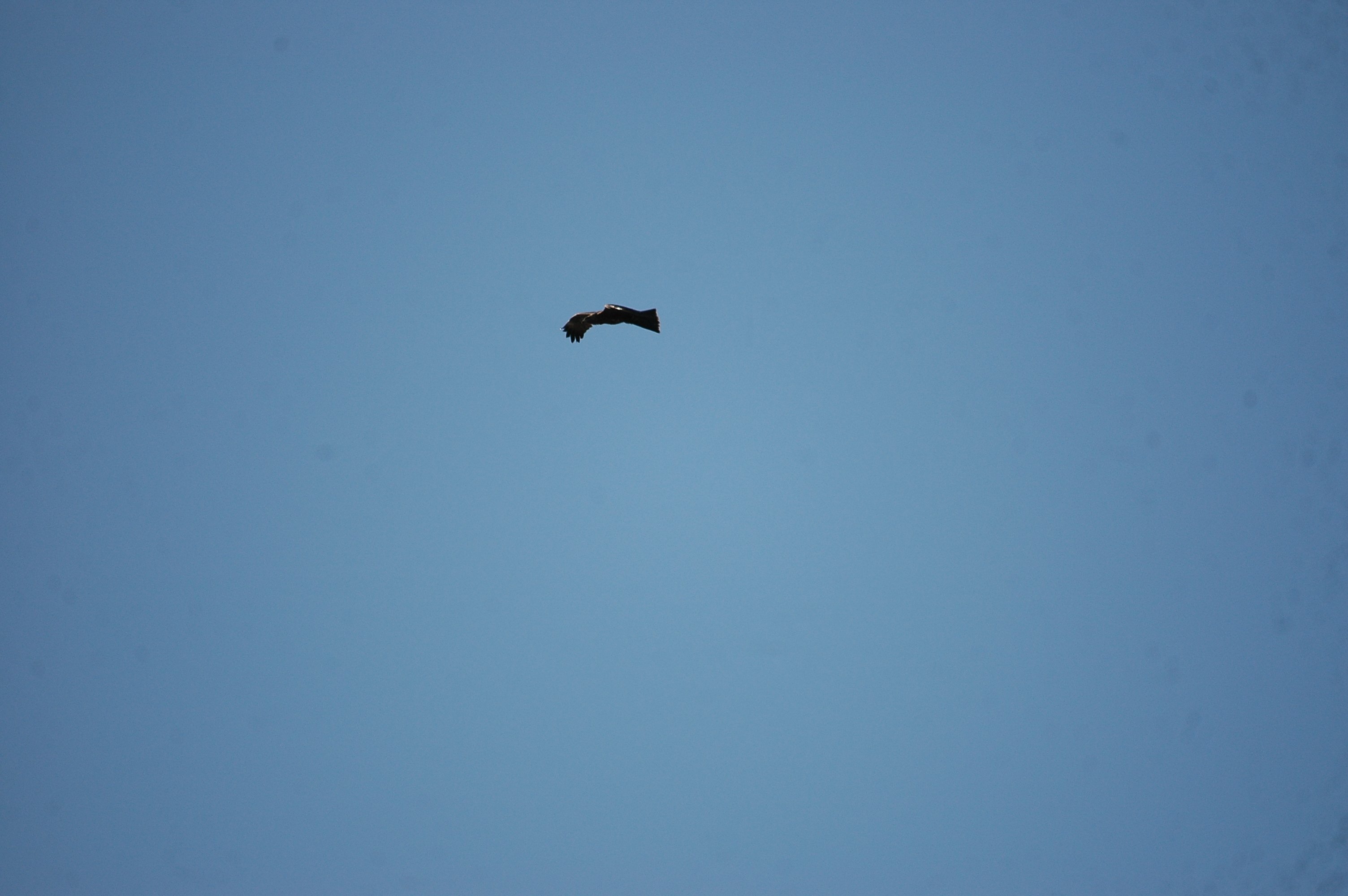 photos/wildlife/Bird_Species/032-Hawks-Eagles-Harriers-Falcons/0624-Black_Kite/20090923-Spain-07.jpg