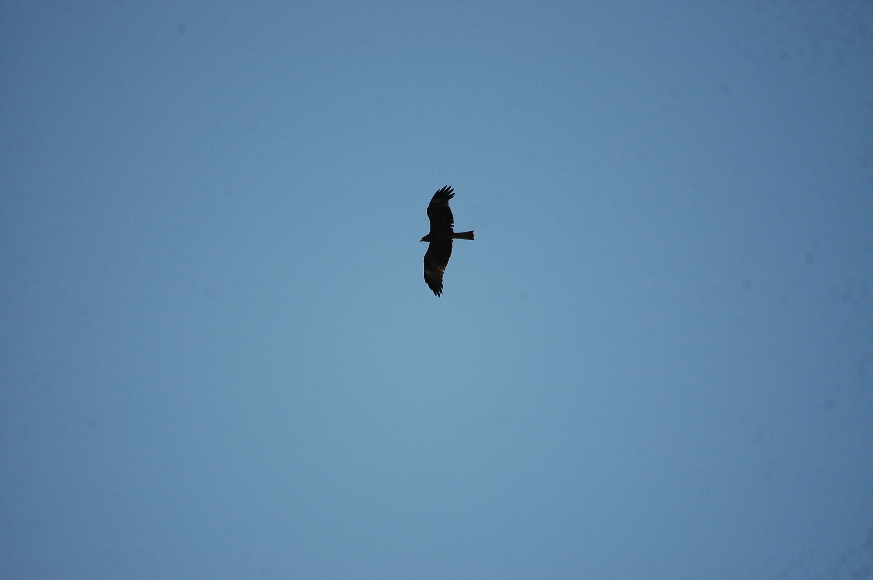 photos/wildlife/Bird_Species/032-Hawks-Eagles-Harriers-Falcons/0624-Black_Kite/20090923-Spain-09.jpg