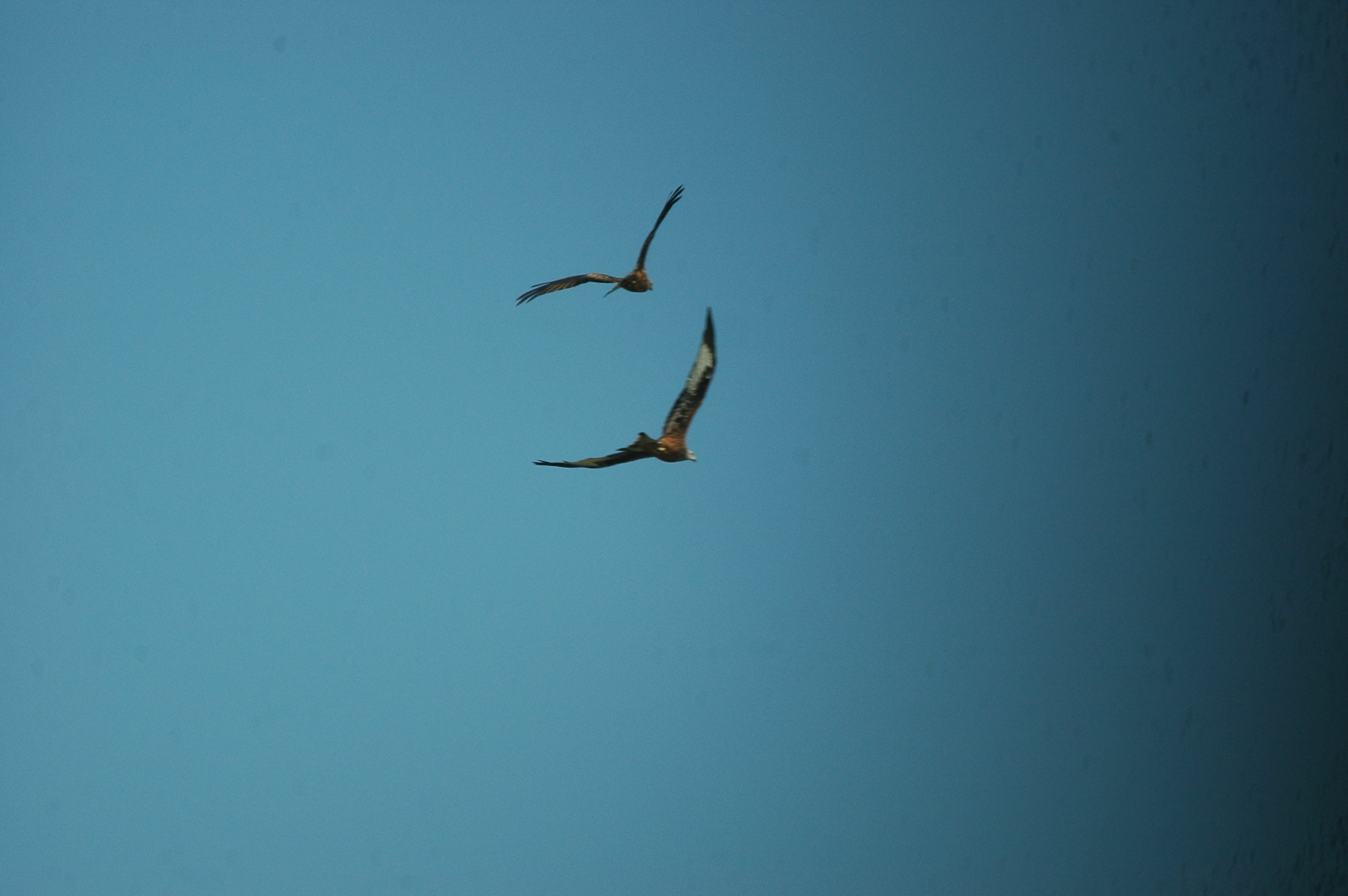 photos/wildlife/Bird_Species/032-Hawks-Eagles-Harriers-Falcons/0627-Red_Kite/20090924-Spain-01.jpg