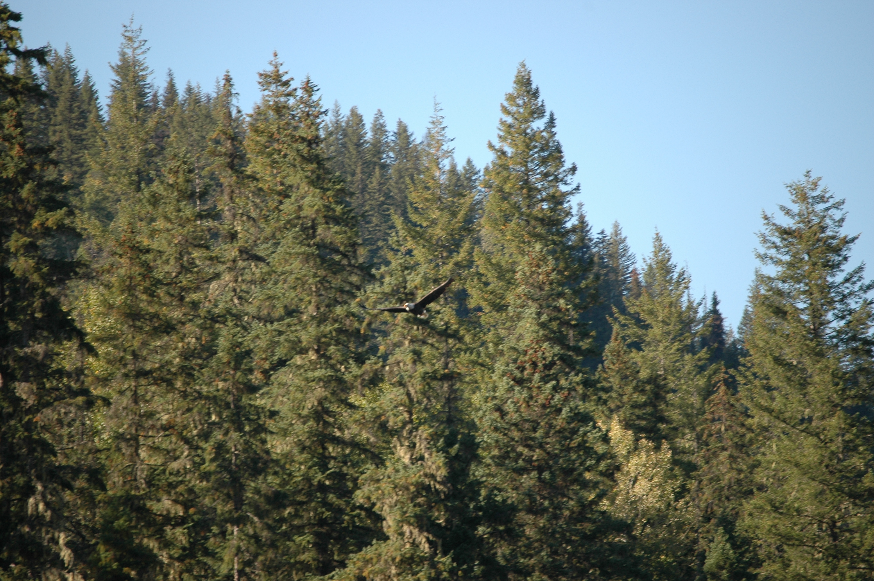 photos/wildlife/Bird_Species/032-Hawks-Eagles-Harriers-Falcons/0635-Bald_Eagle/20070915-Canada-01.jpg