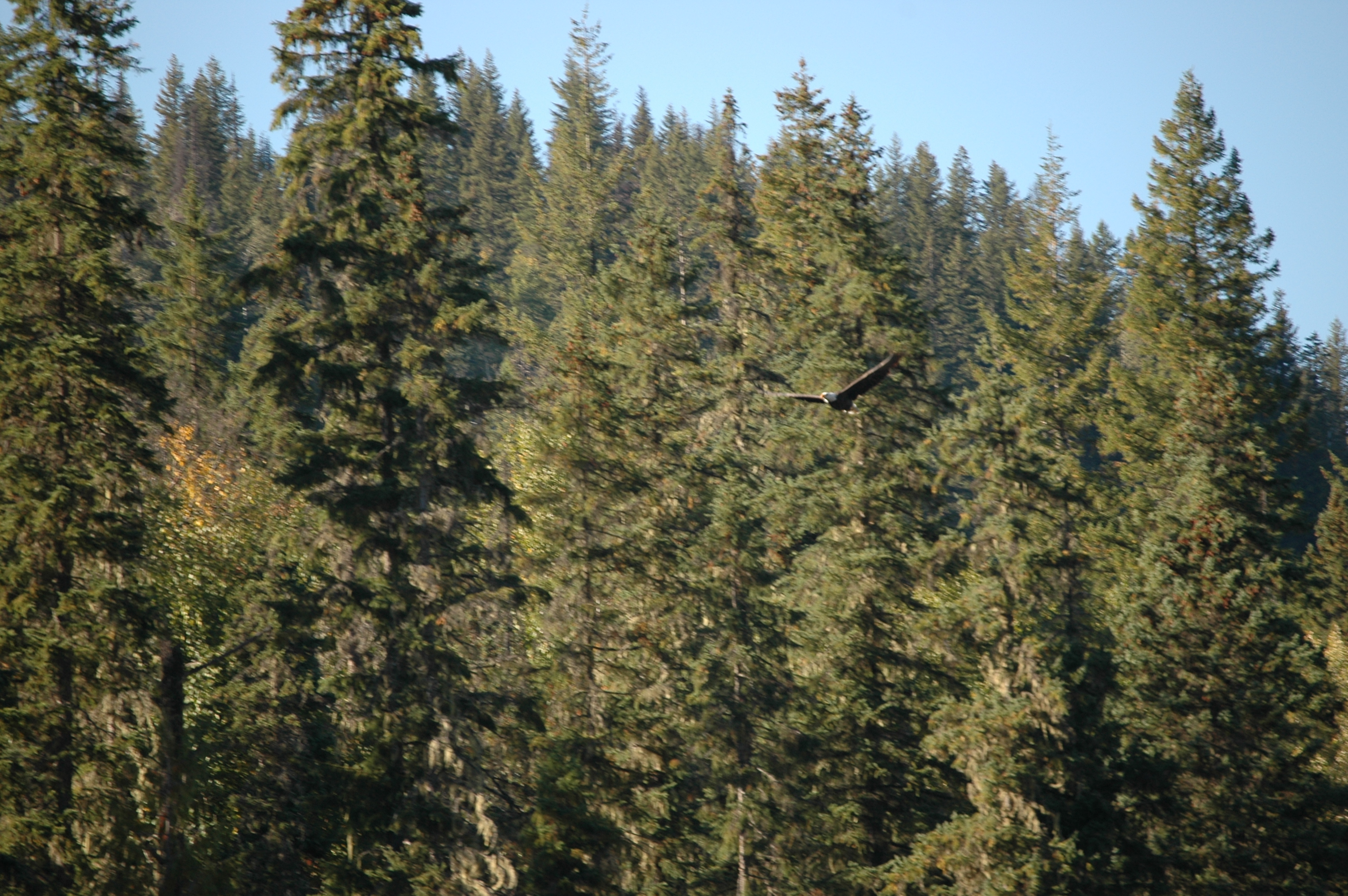 photos/wildlife/Bird_Species/032-Hawks-Eagles-Harriers-Falcons/0635-Bald_Eagle/20070915-Canada-02.jpg