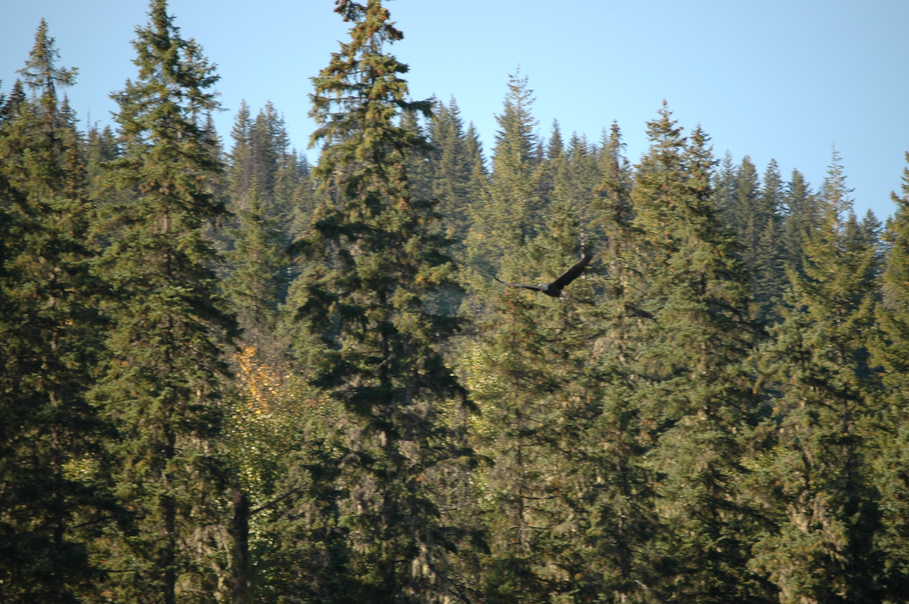 photos/wildlife/Bird_Species/032-Hawks-Eagles-Harriers-Falcons/0635-Bald_Eagle/20070915-Canada-03.jpg