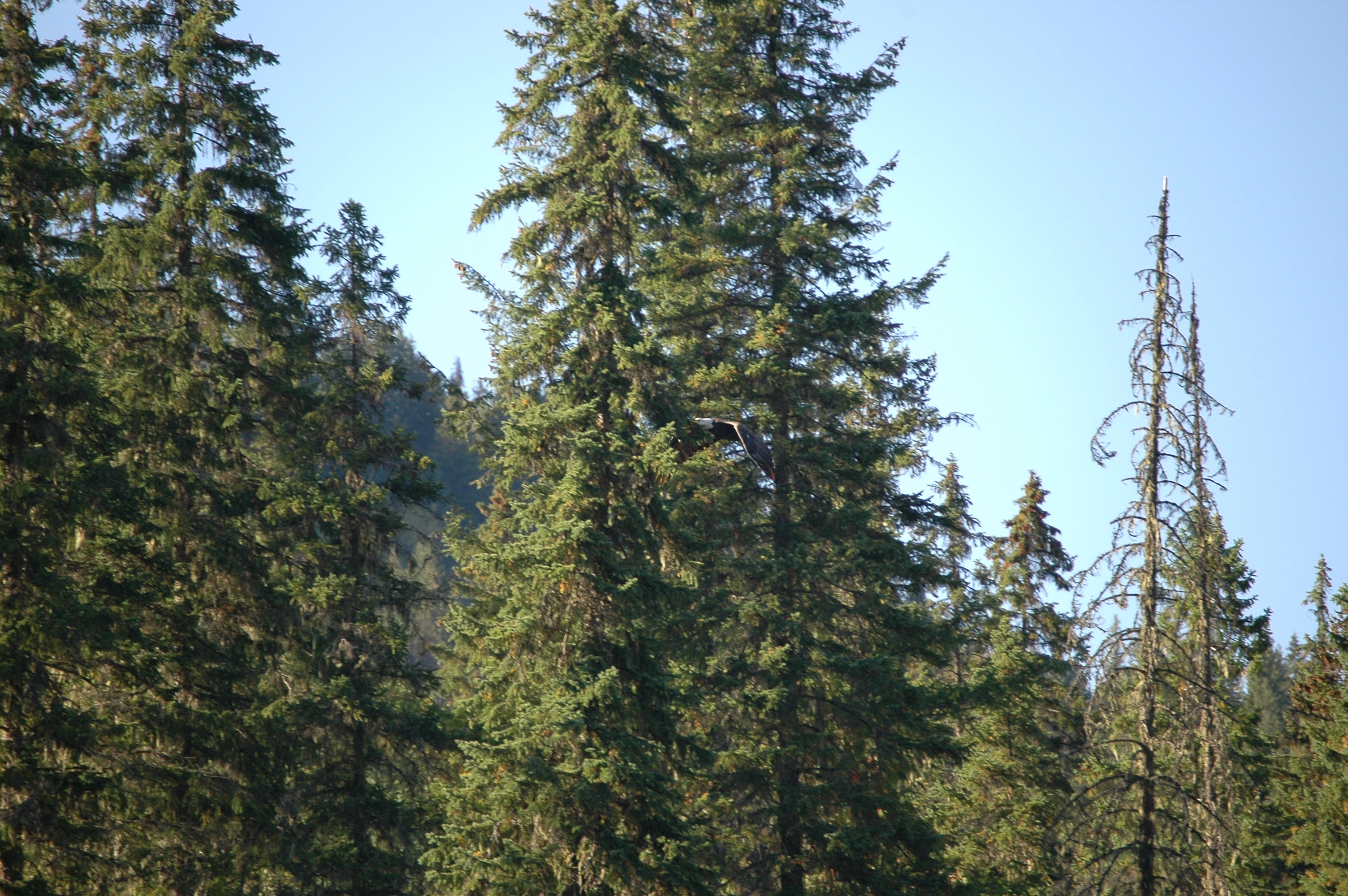 photos/wildlife/Bird_Species/032-Hawks-Eagles-Harriers-Falcons/0635-Bald_Eagle/20070915-Canada-04.jpg