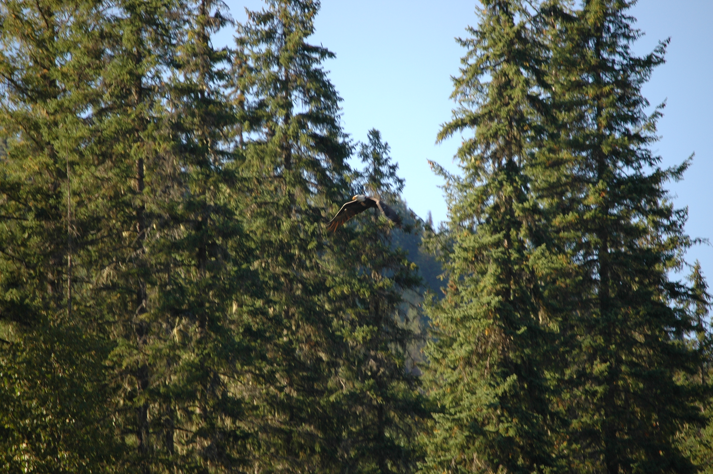 photos/wildlife/Bird_Species/032-Hawks-Eagles-Harriers-Falcons/0635-Bald_Eagle/20070915-Canada-05.jpg