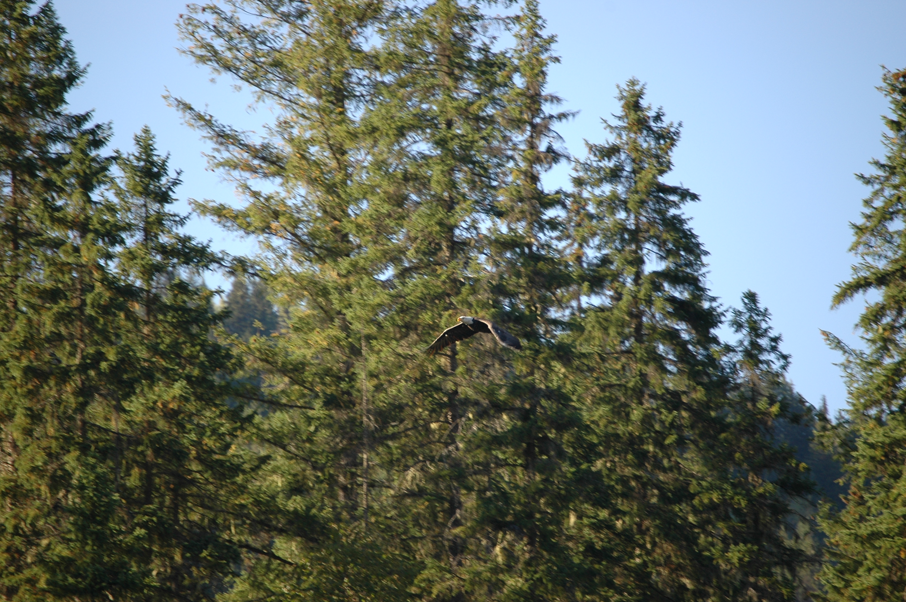 photos/wildlife/Bird_Species/032-Hawks-Eagles-Harriers-Falcons/0635-Bald_Eagle/20070915-Canada-06.jpg