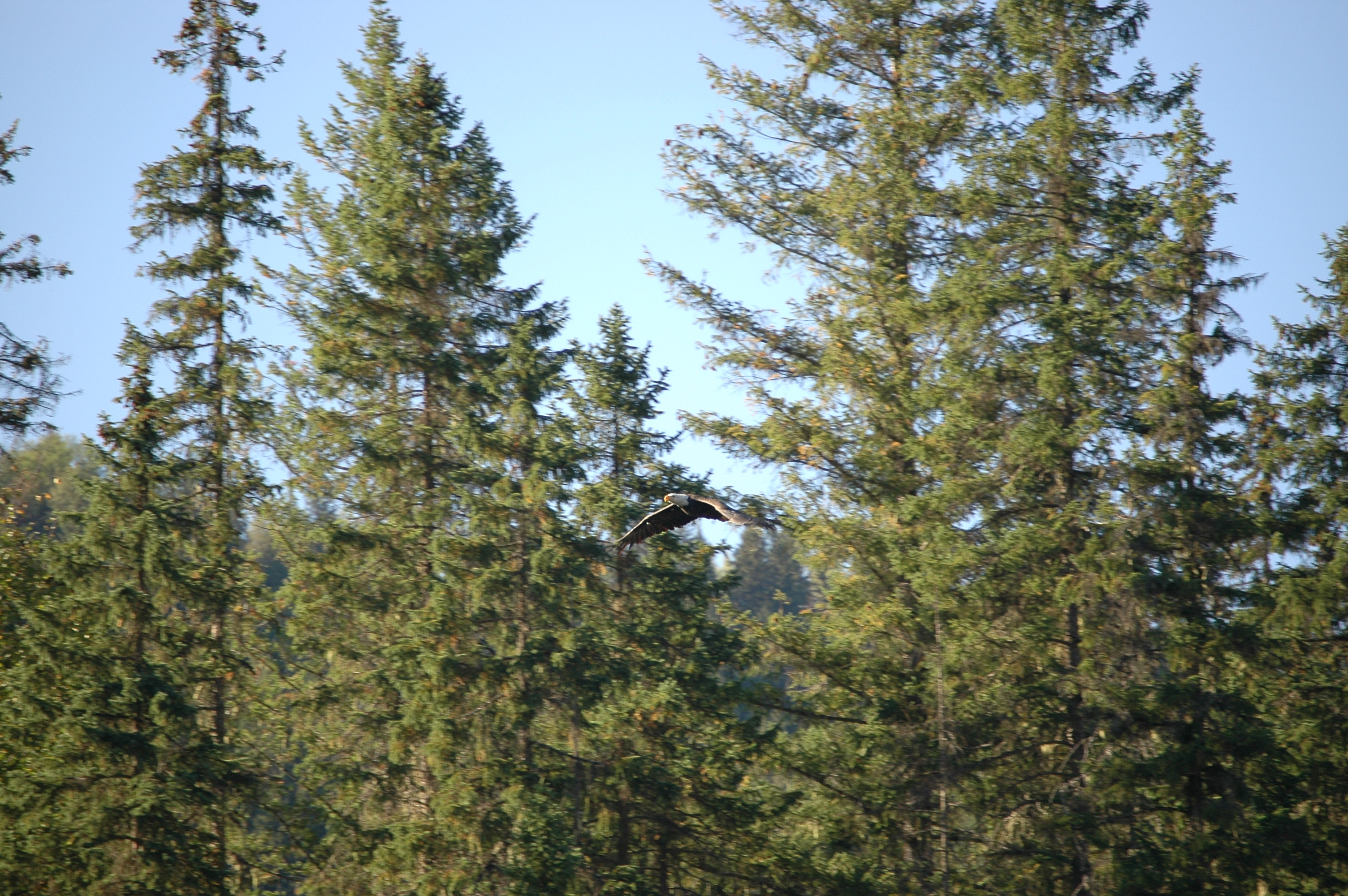 photos/wildlife/Bird_Species/032-Hawks-Eagles-Harriers-Falcons/0635-Bald_Eagle/20070915-Canada-07.jpg