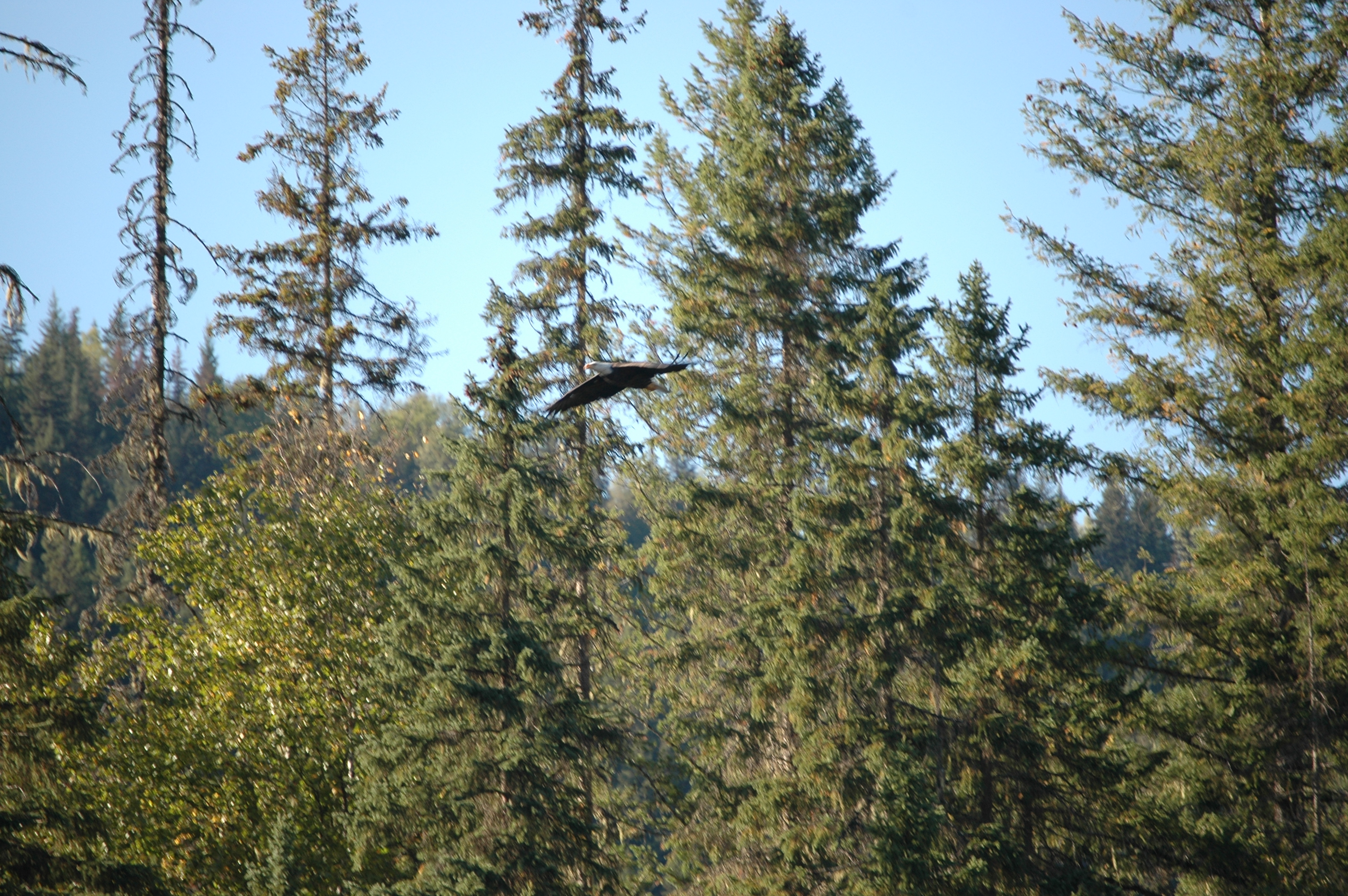 photos/wildlife/Bird_Species/032-Hawks-Eagles-Harriers-Falcons/0635-Bald_Eagle/20070915-Canada-08.jpg