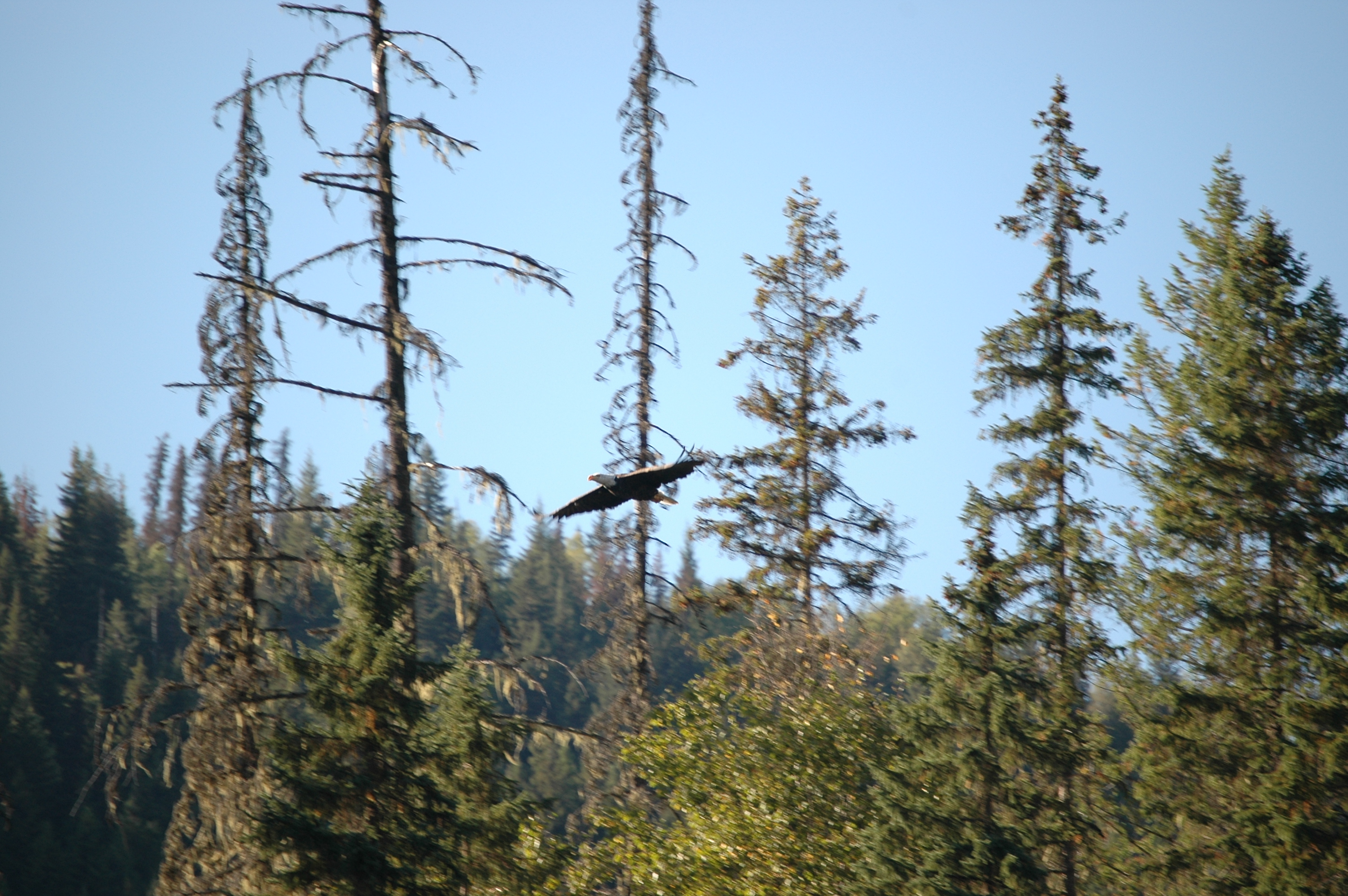 photos/wildlife/Bird_Species/032-Hawks-Eagles-Harriers-Falcons/0635-Bald_Eagle/20070915-Canada-09.jpg
