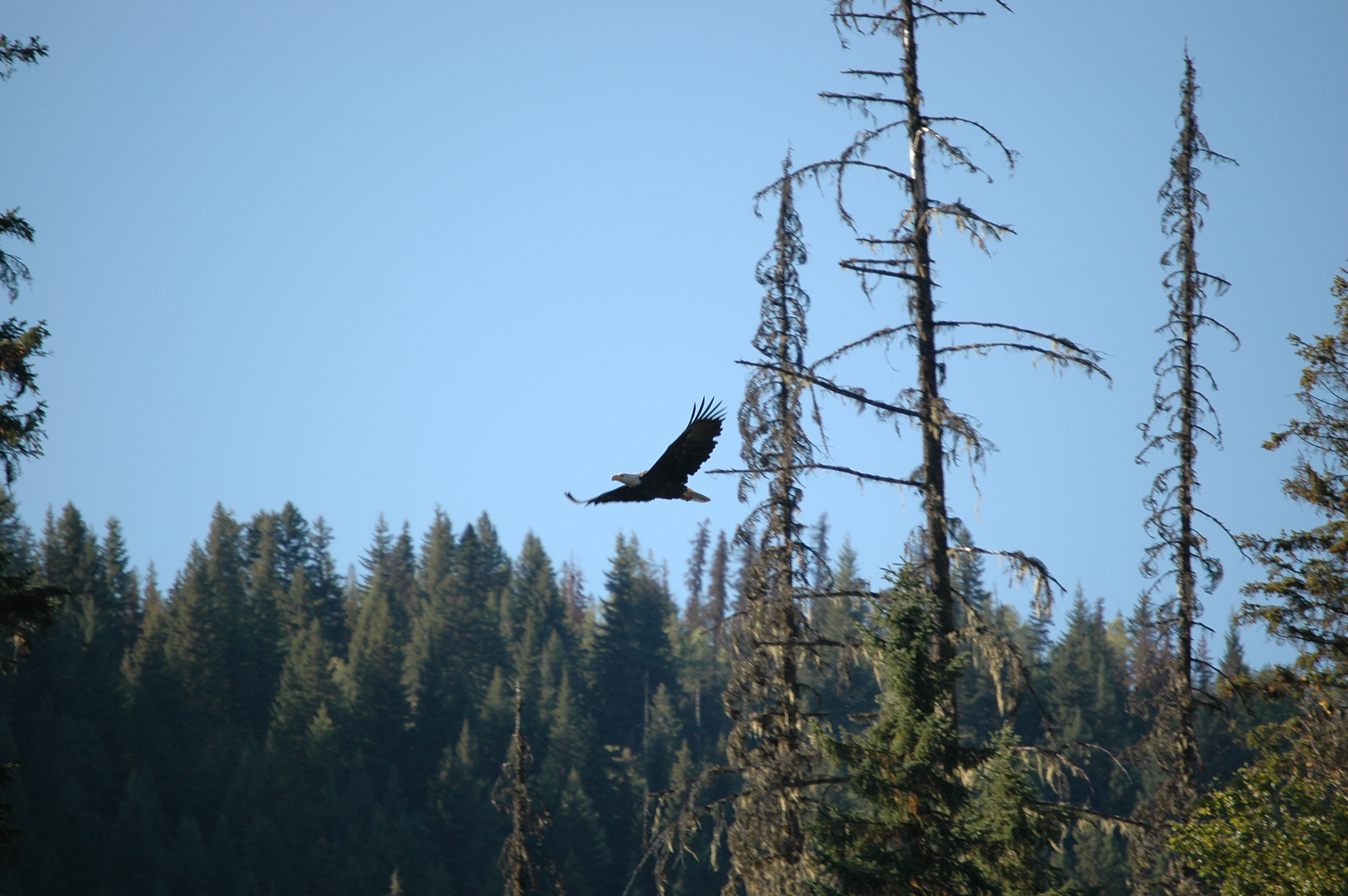 photos/wildlife/Bird_Species/032-Hawks-Eagles-Harriers-Falcons/0635-Bald_Eagle/20070915-Canada-10.jpg