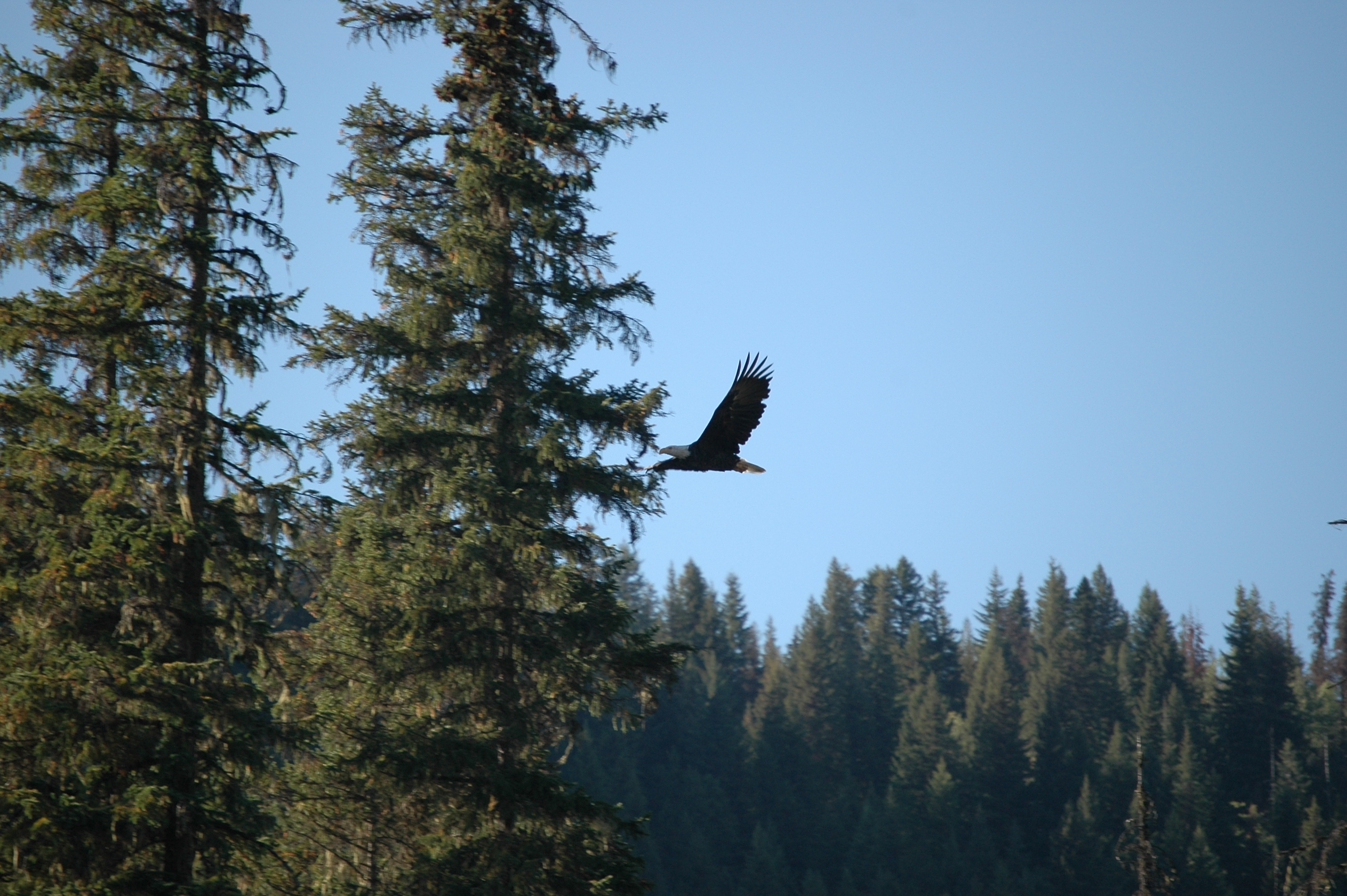 photos/wildlife/Bird_Species/032-Hawks-Eagles-Harriers-Falcons/0635-Bald_Eagle/20070915-Canada-11.jpg