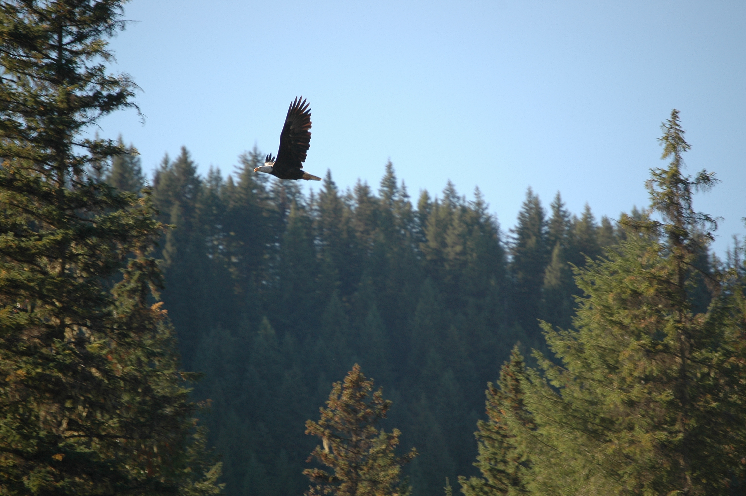 photos/wildlife/Bird_Species/032-Hawks-Eagles-Harriers-Falcons/0635-Bald_Eagle/20070915-Canada-14.jpg