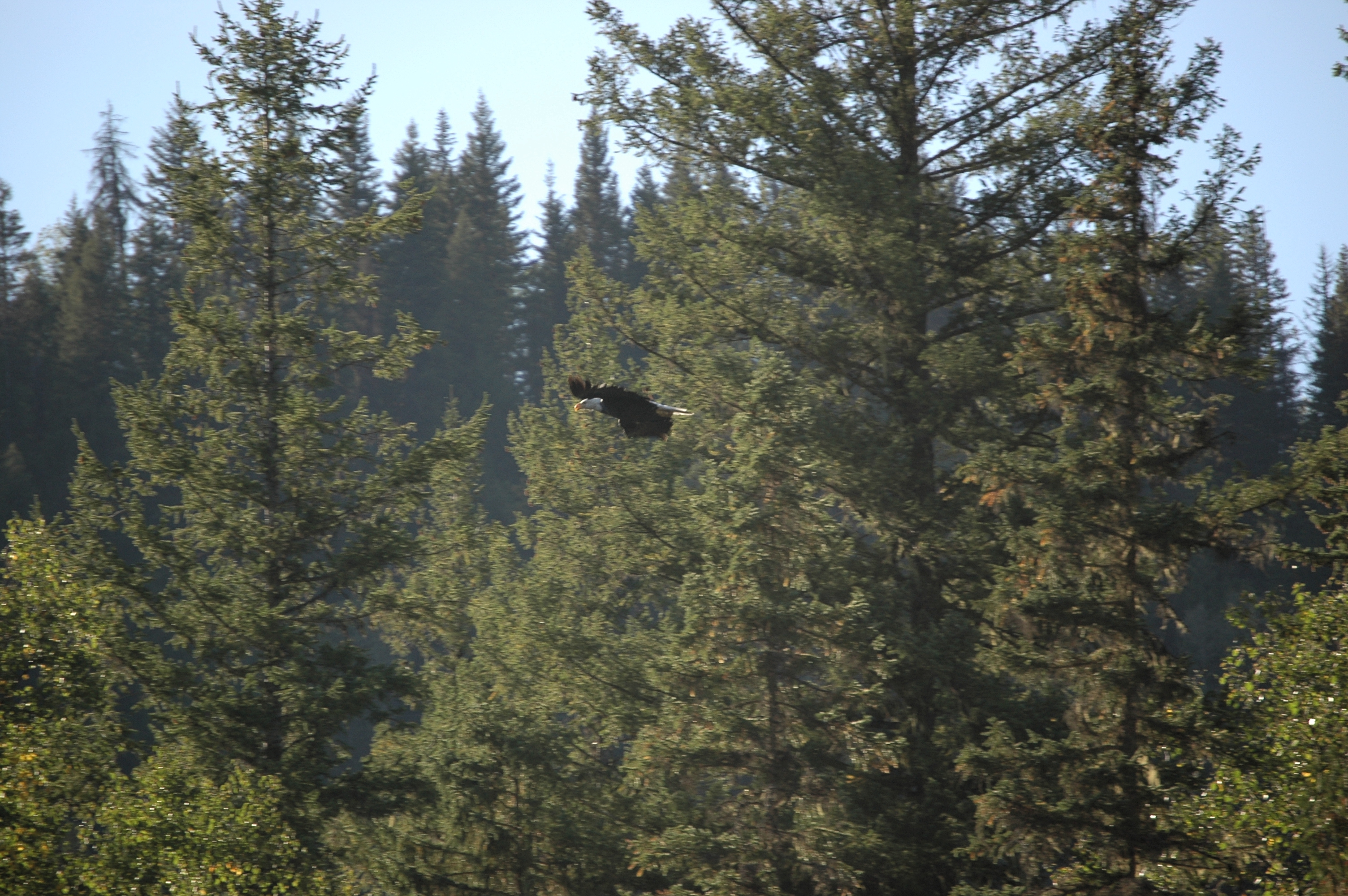 photos/wildlife/Bird_Species/032-Hawks-Eagles-Harriers-Falcons/0635-Bald_Eagle/20070915-Canada-16.jpg