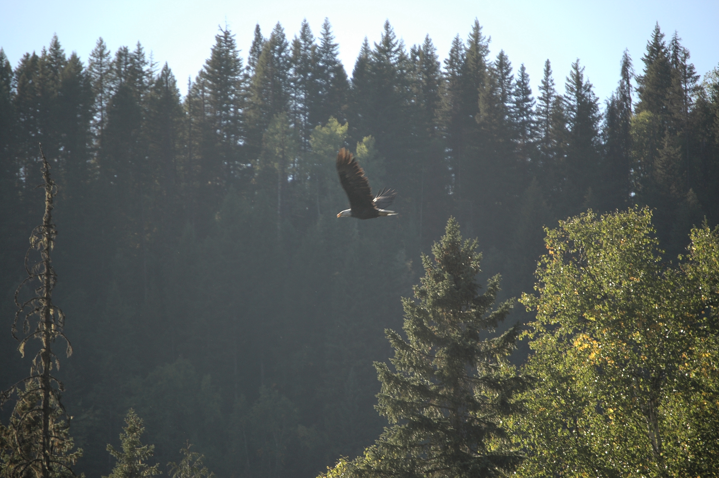 photos/wildlife/Bird_Species/032-Hawks-Eagles-Harriers-Falcons/0635-Bald_Eagle/20070915-Canada-17.jpg