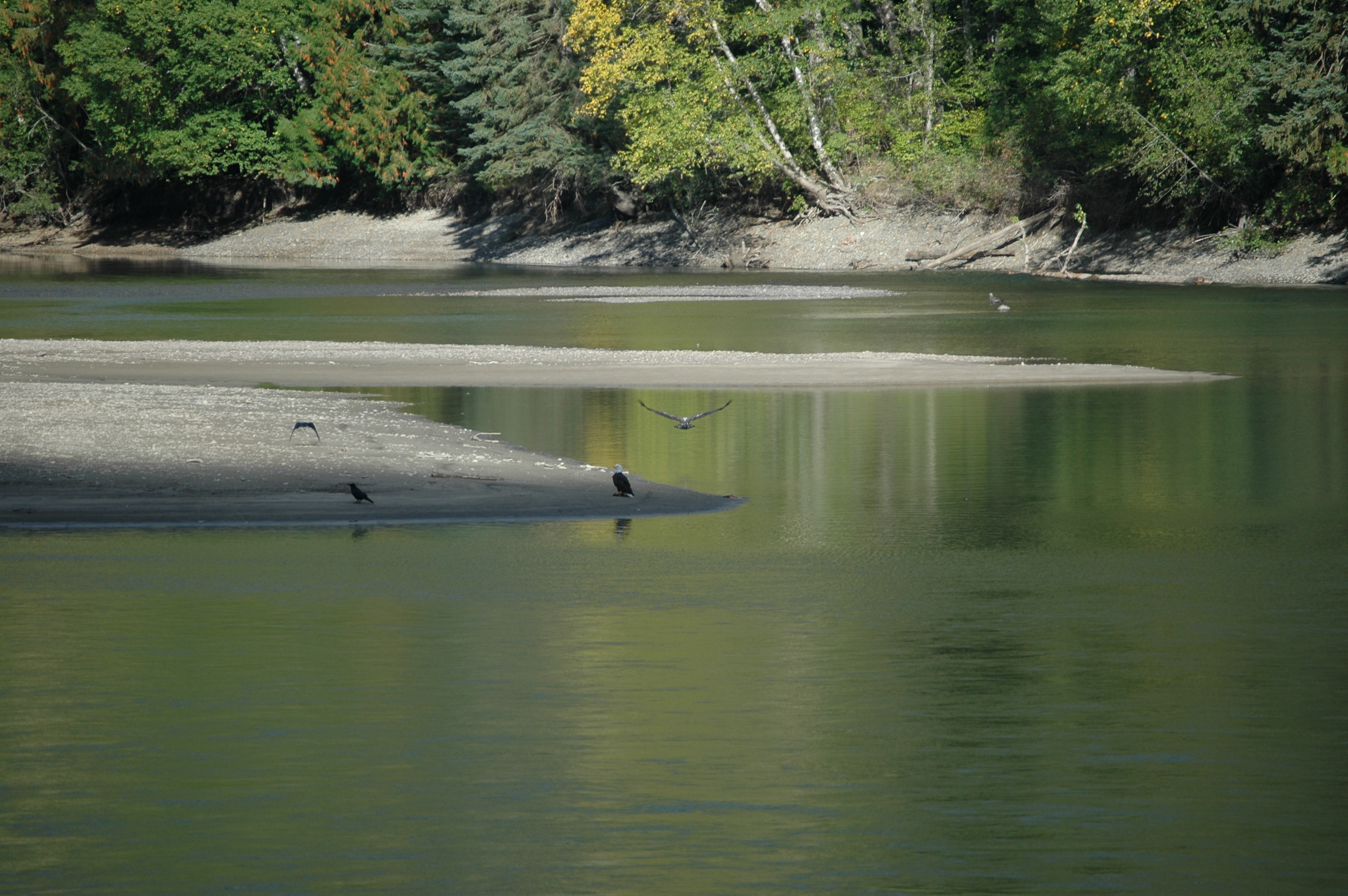 photos/wildlife/Bird_Species/032-Hawks-Eagles-Harriers-Falcons/0635-Bald_Eagle/20070924-Canada-02.jpg