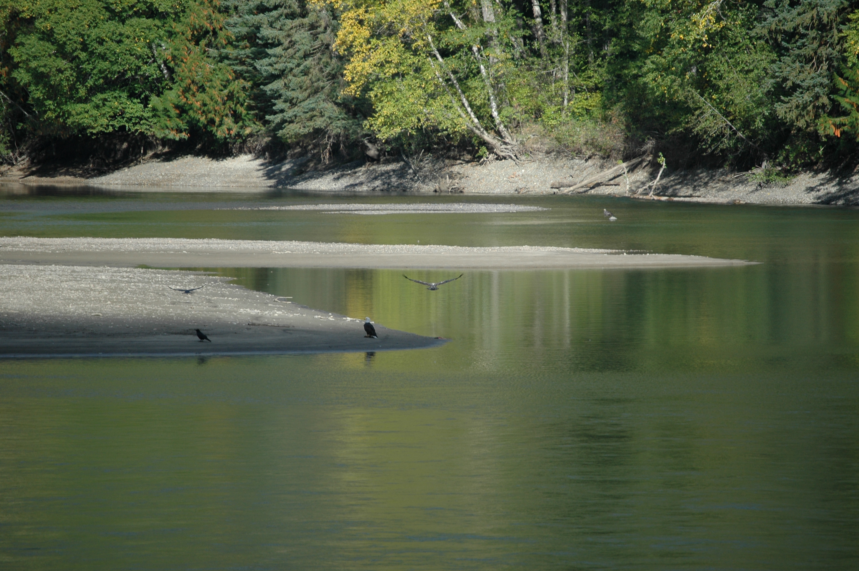 photos/wildlife/Bird_Species/032-Hawks-Eagles-Harriers-Falcons/0635-Bald_Eagle/20070924-Canada-03.jpg