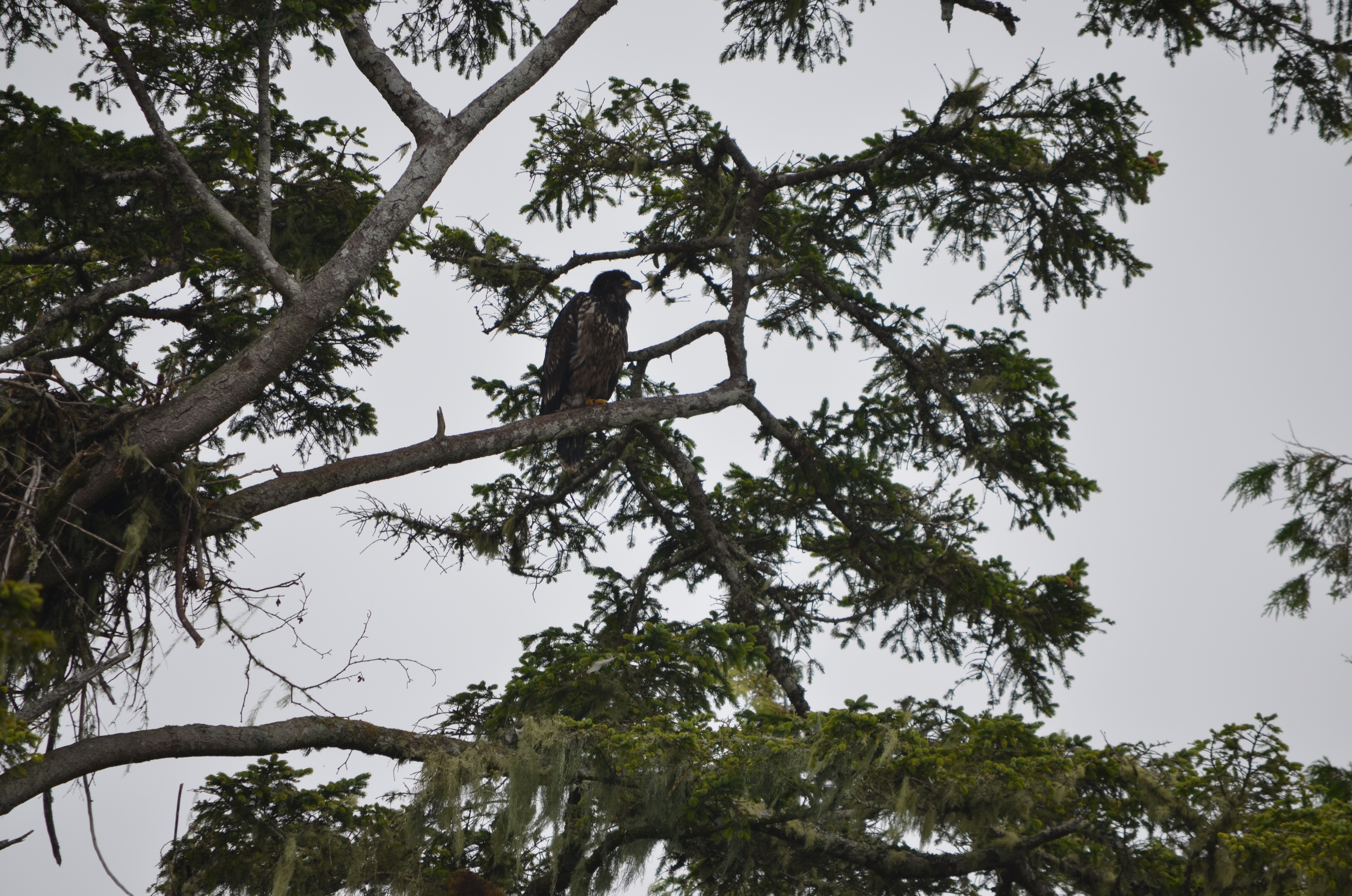 photos/wildlife/Bird_Species/032-Hawks-Eagles-Harriers-Falcons/0635-Bald_Eagle/DSC_0304.JPG