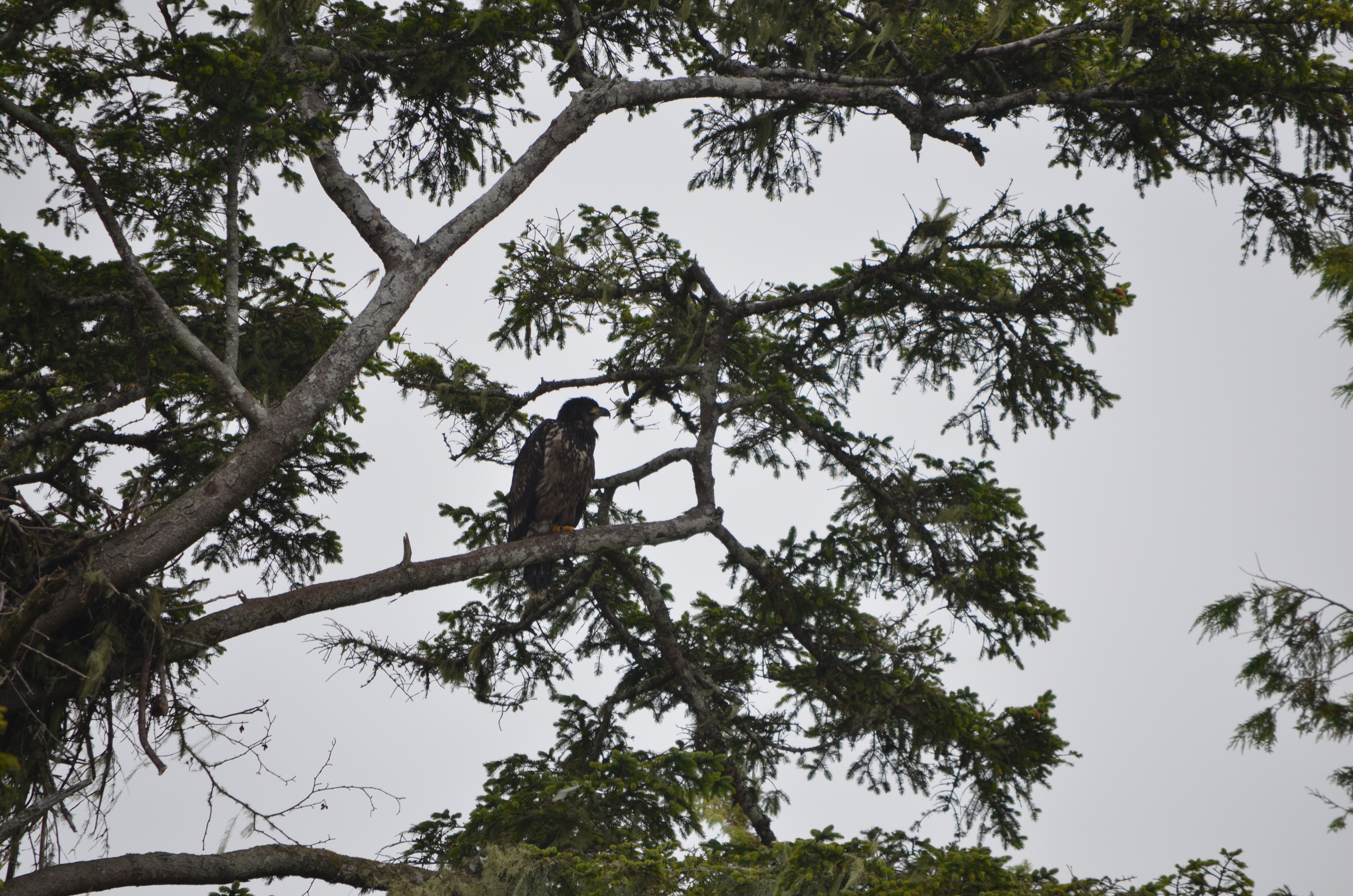 photos/wildlife/Bird_Species/032-Hawks-Eagles-Harriers-Falcons/0635-Bald_Eagle/DSC_0305.JPG