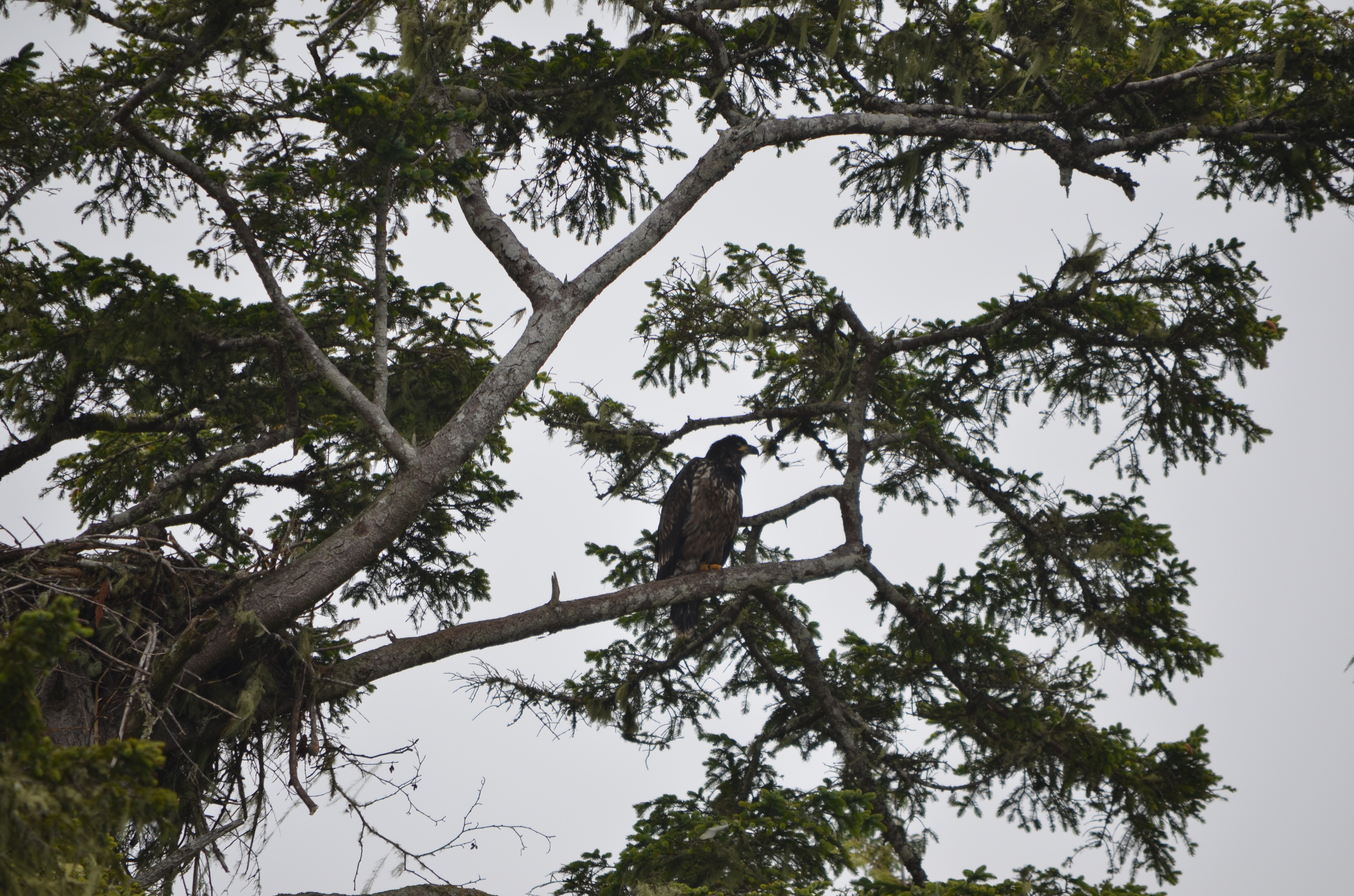 photos/wildlife/Bird_Species/032-Hawks-Eagles-Harriers-Falcons/0635-Bald_Eagle/DSC_0306.JPG