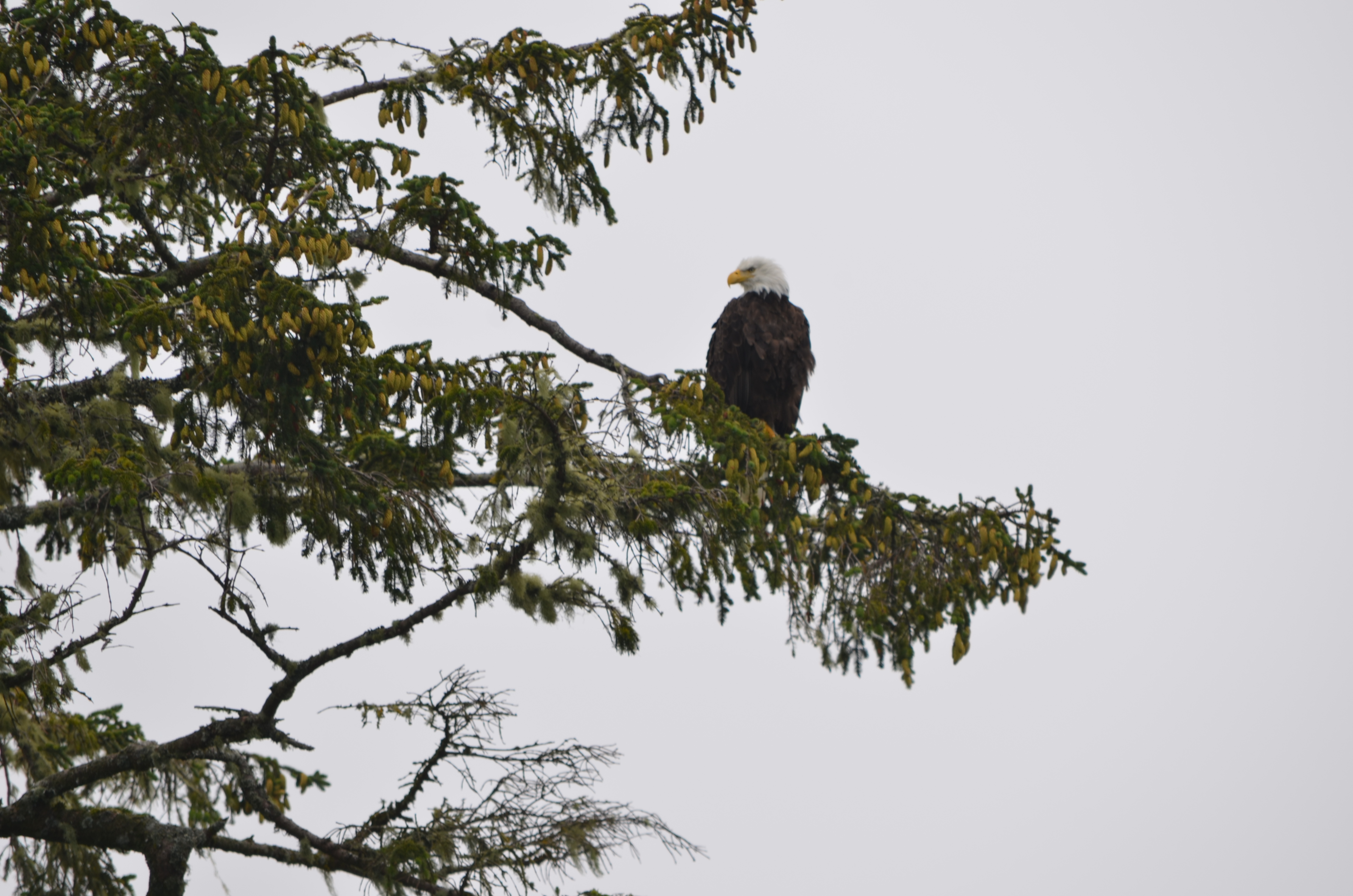 photos/wildlife/Bird_Species/032-Hawks-Eagles-Harriers-Falcons/0635-Bald_Eagle/DSC_0307.JPG