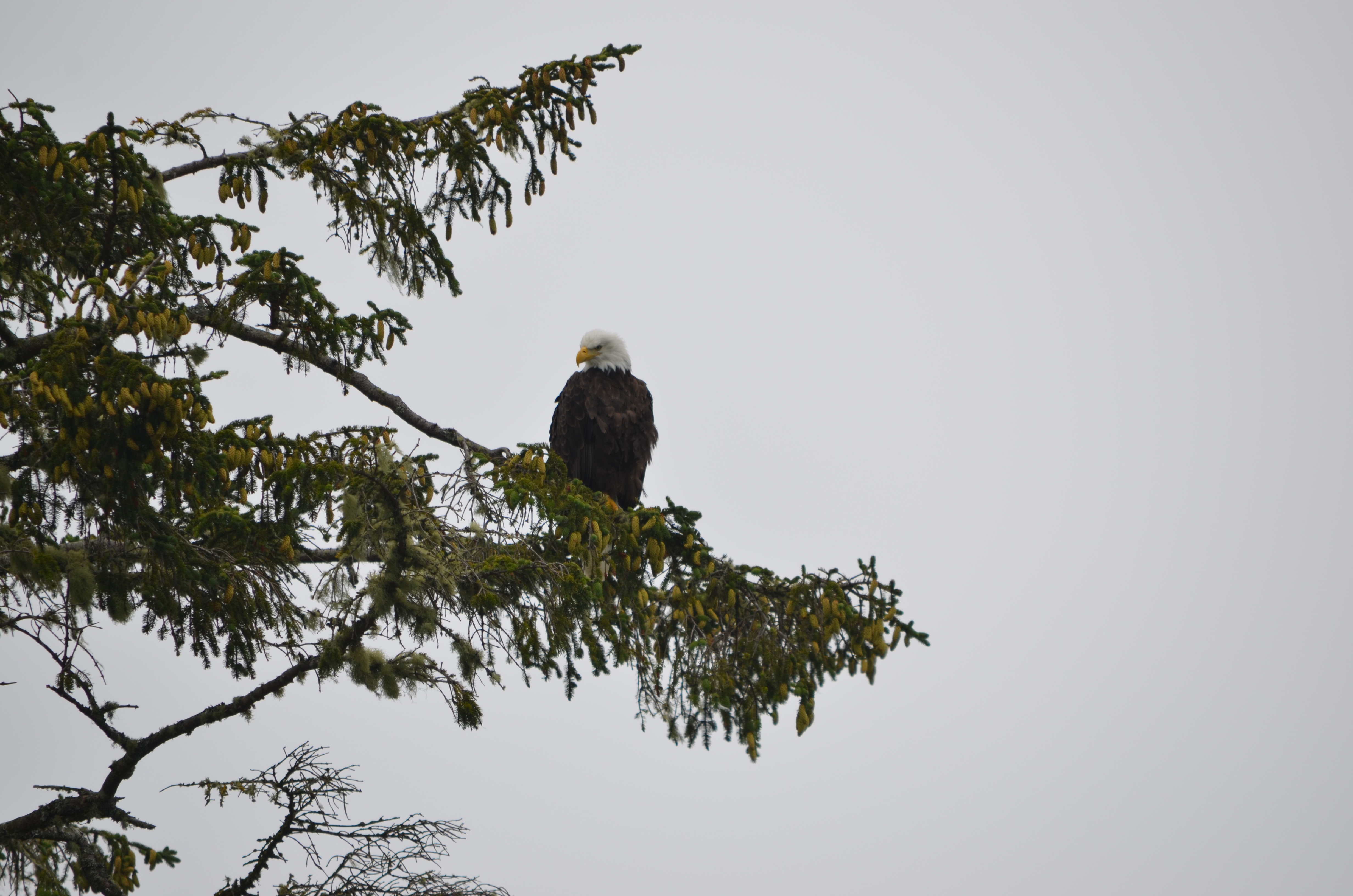 photos/wildlife/Bird_Species/032-Hawks-Eagles-Harriers-Falcons/0635-Bald_Eagle/DSC_0308.JPG