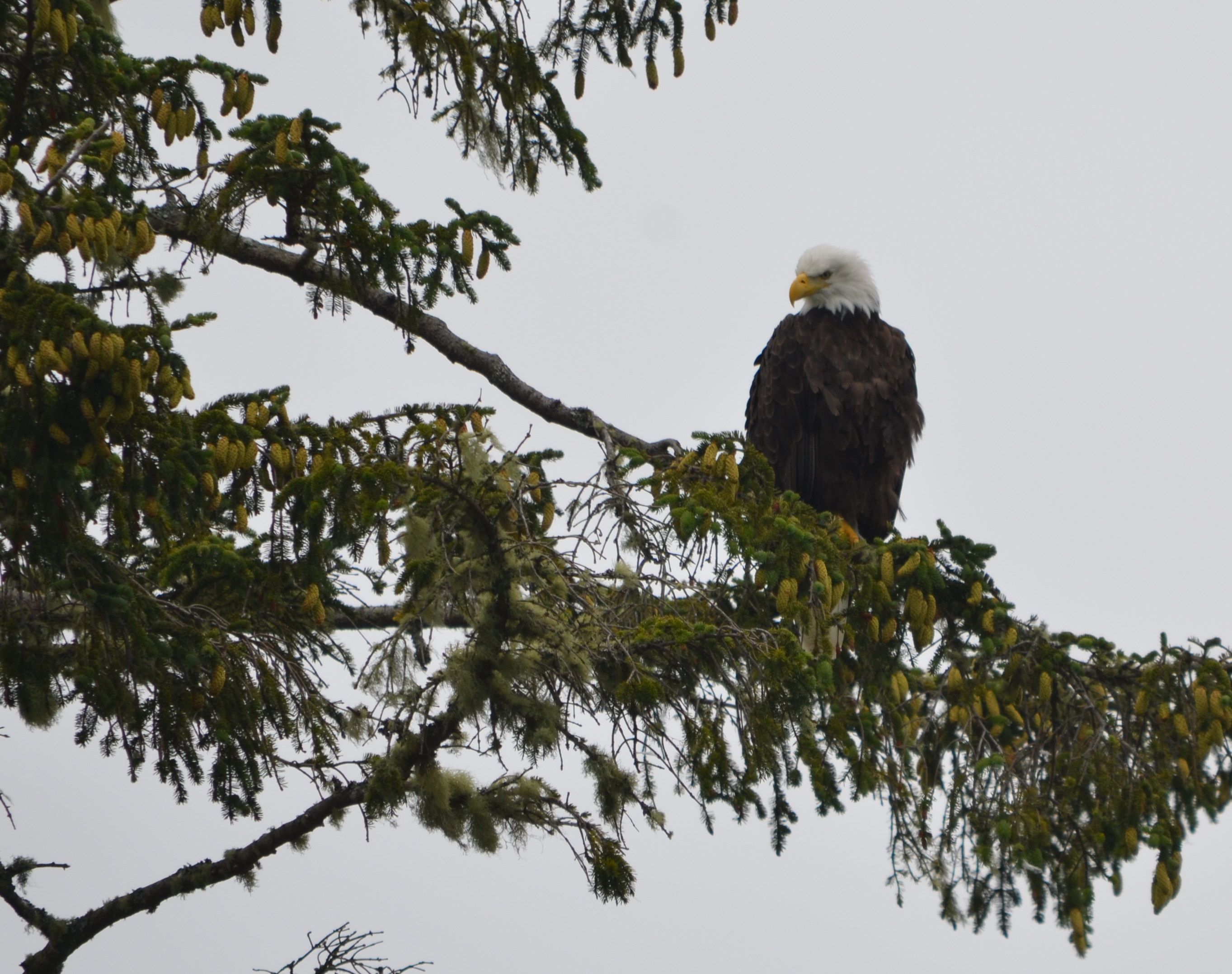 photos/wildlife/Bird_Species/032-Hawks-Eagles-Harriers-Falcons/0635-Bald_Eagle/DSC_0308_small.jpg