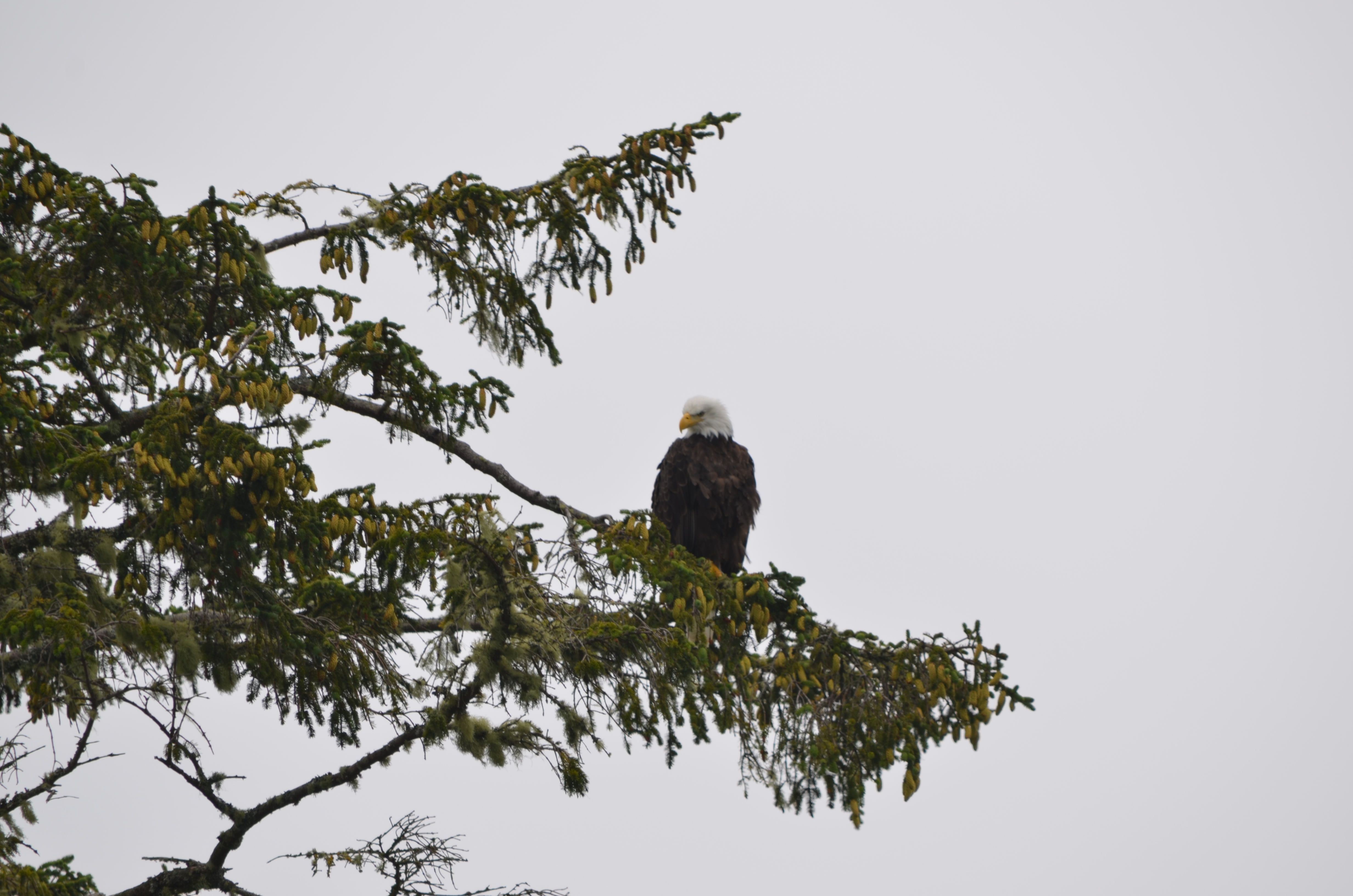 photos/wildlife/Bird_Species/032-Hawks-Eagles-Harriers-Falcons/0635-Bald_Eagle/DSC_0309.JPG